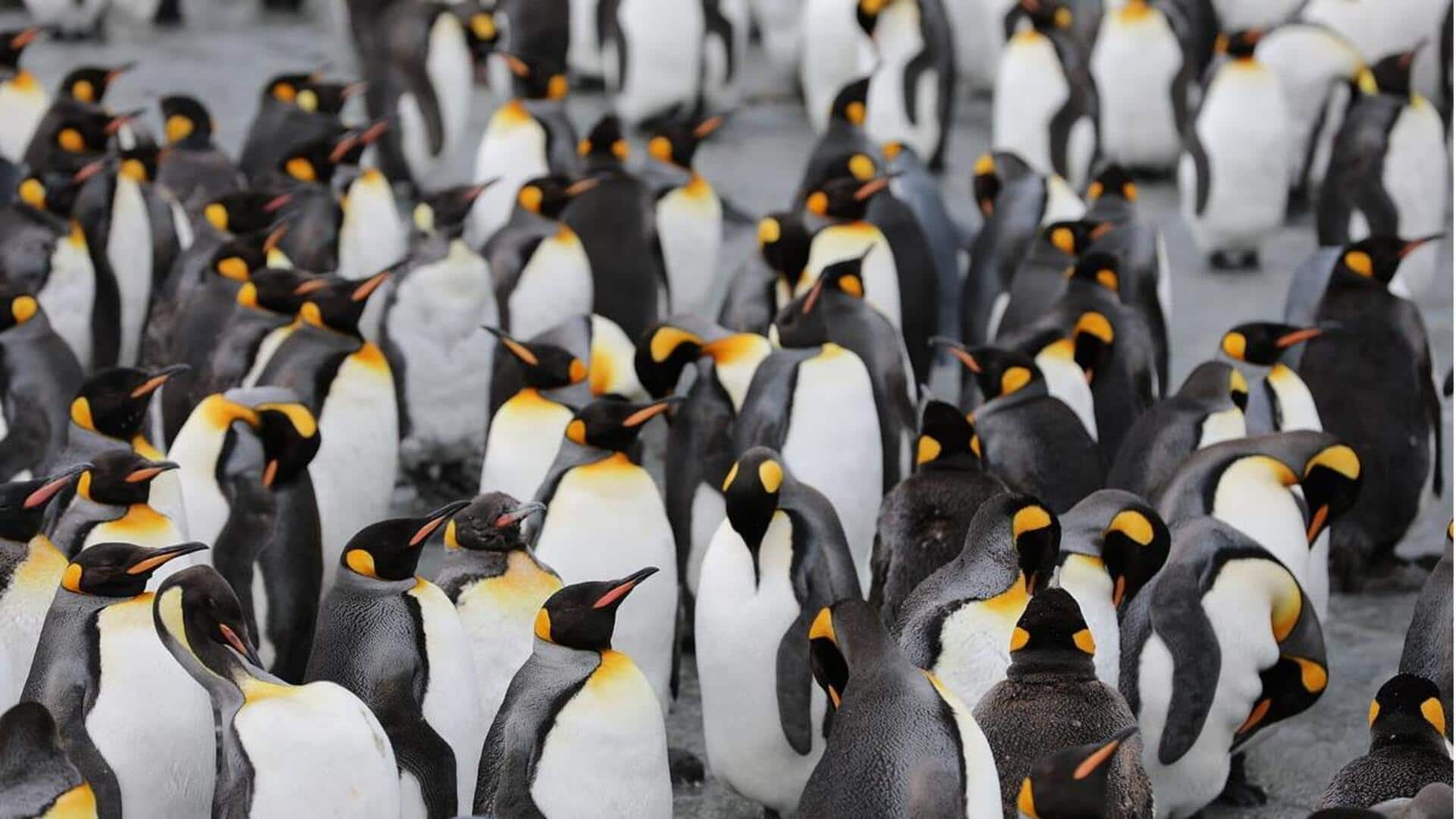 Bagaimana Penguin Bertahan di Suhu Dingin yang Ekstrem?