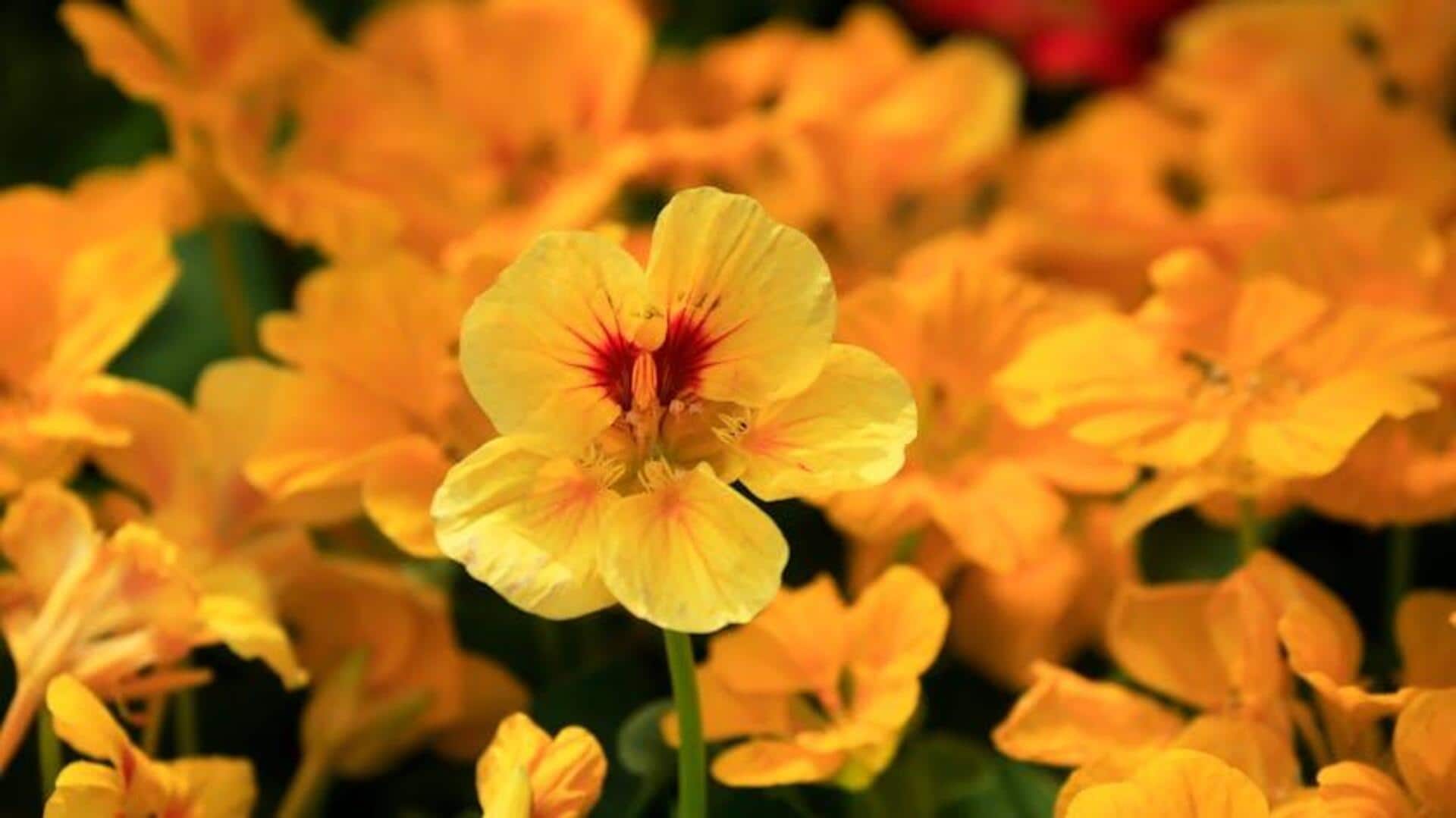 Alasan Menanam Nasturtium di Kebun Anda