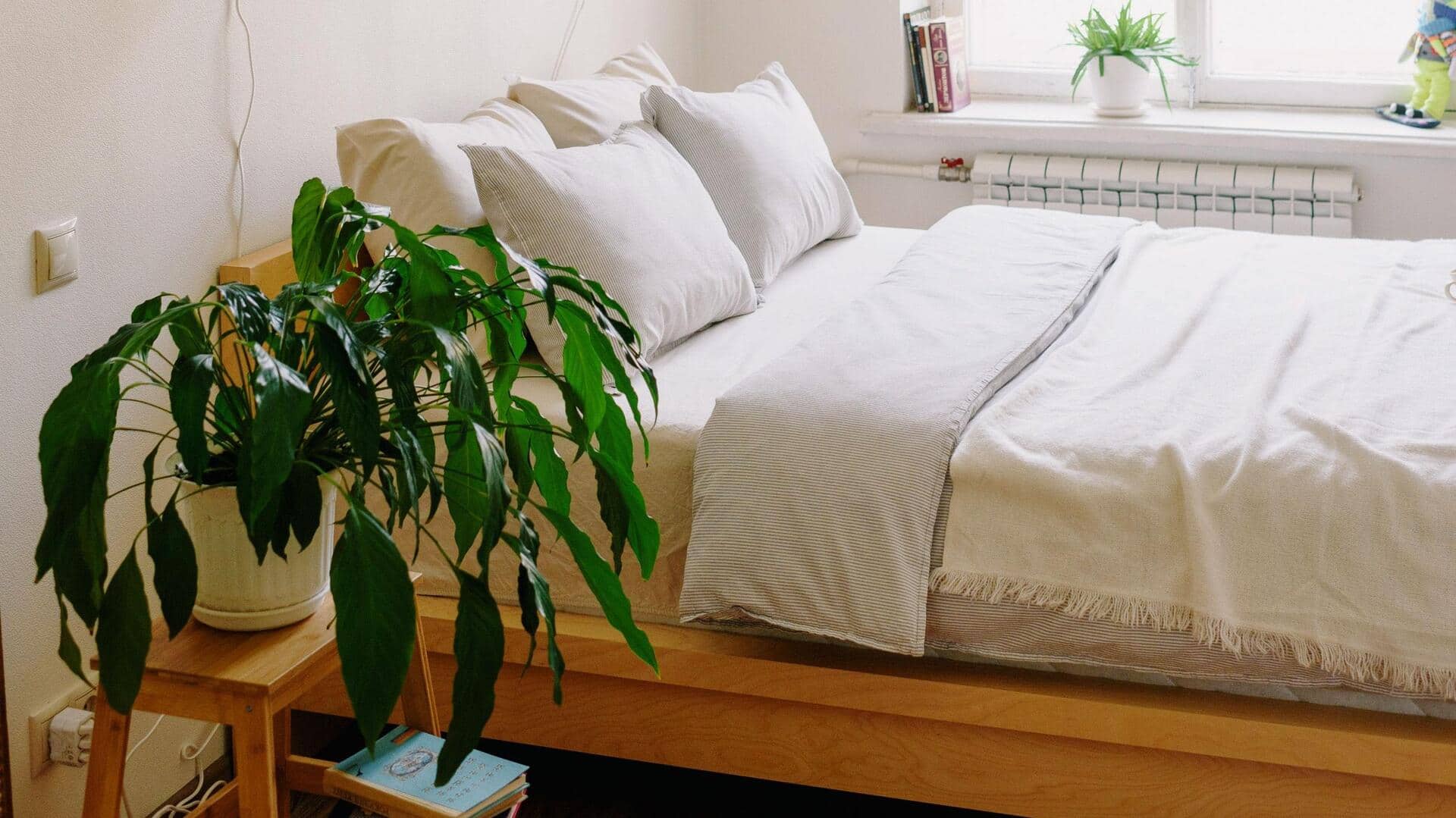 Tanaman kamar tidur untuk tidur nyenyak