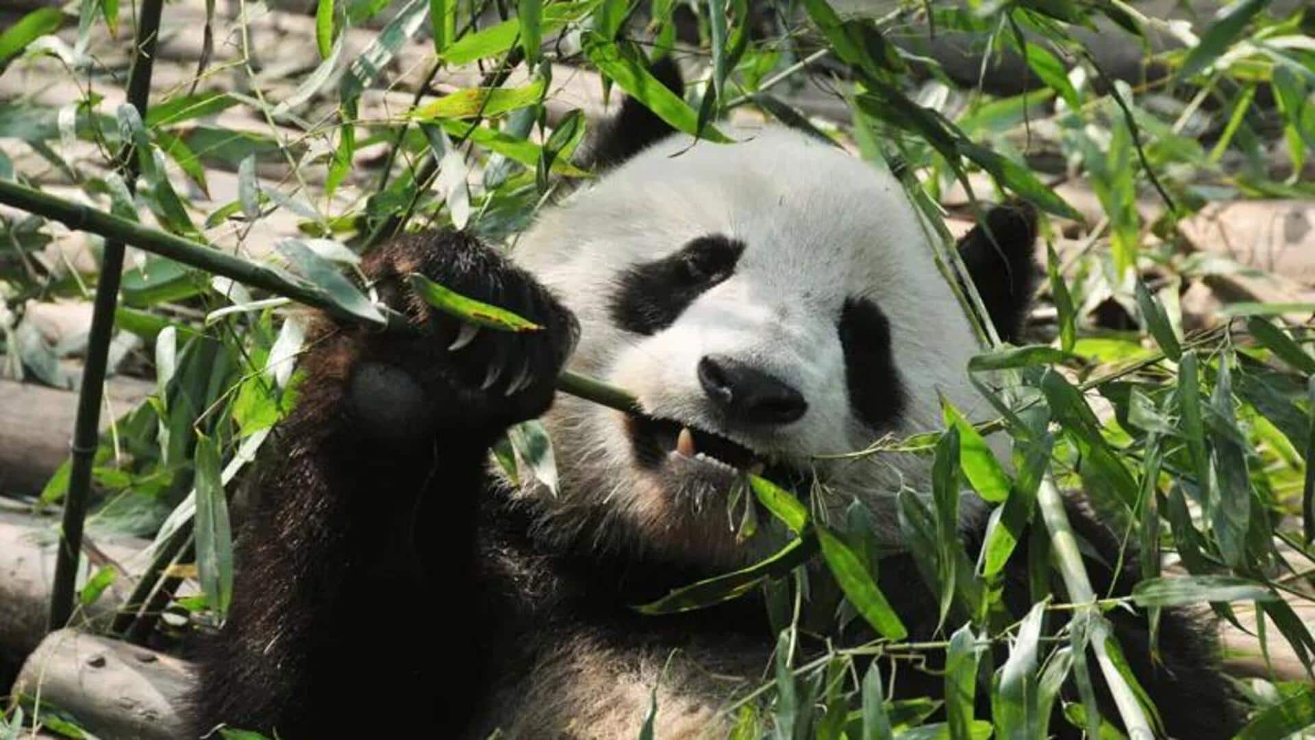 Mengapa Panda Lebih Menyukai Bambu daripada Makanan Lainnya? Mengapa Panda Lebih Menyukai Bambu daripada Makanan Lainnya?