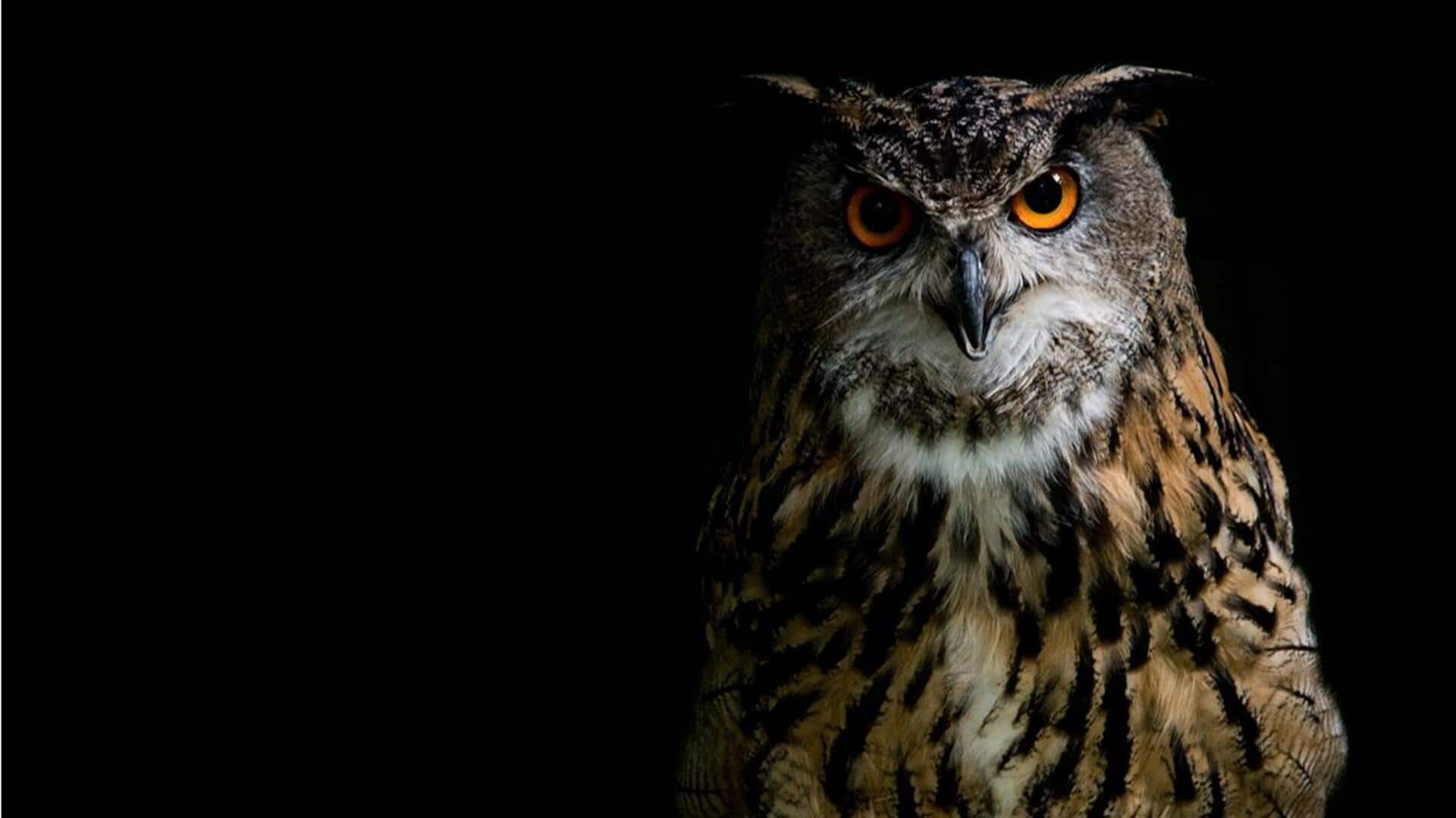 Adaptasi Burung Hantu untuk Berburu di Malam Hari