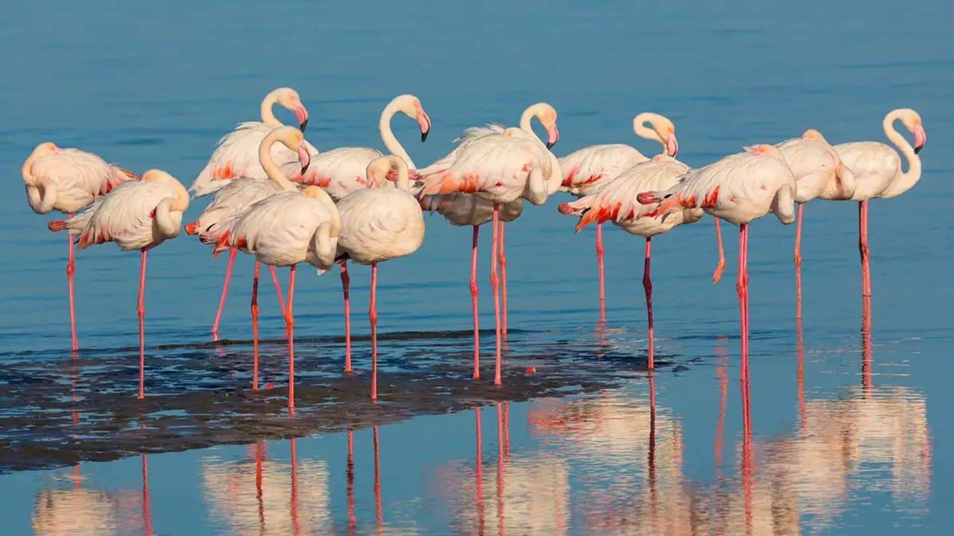 Mengapa Flamingo Berdiri dengan Satu Kaki? Mengapa Flamingo Berdiri dengan Satu Kaki?