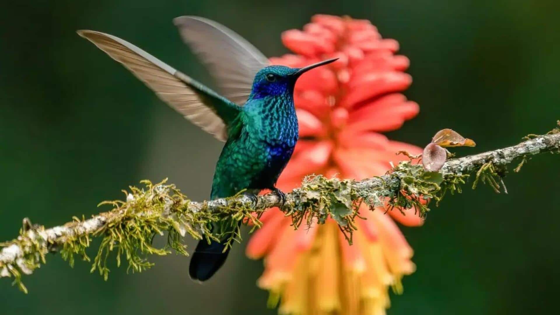 Cara Burung Kolibri Menghadapi Musim Hujan dan Kekeringan Cara Burung Kolibri Menghadapi Musim Hujan dan Kekeringan