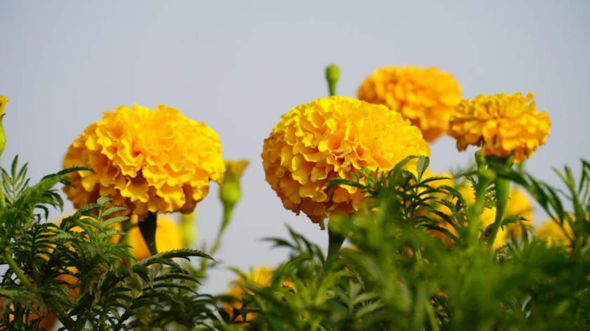 Lima Rahasia Menumbuhkan Marigold di Iklim Tropis