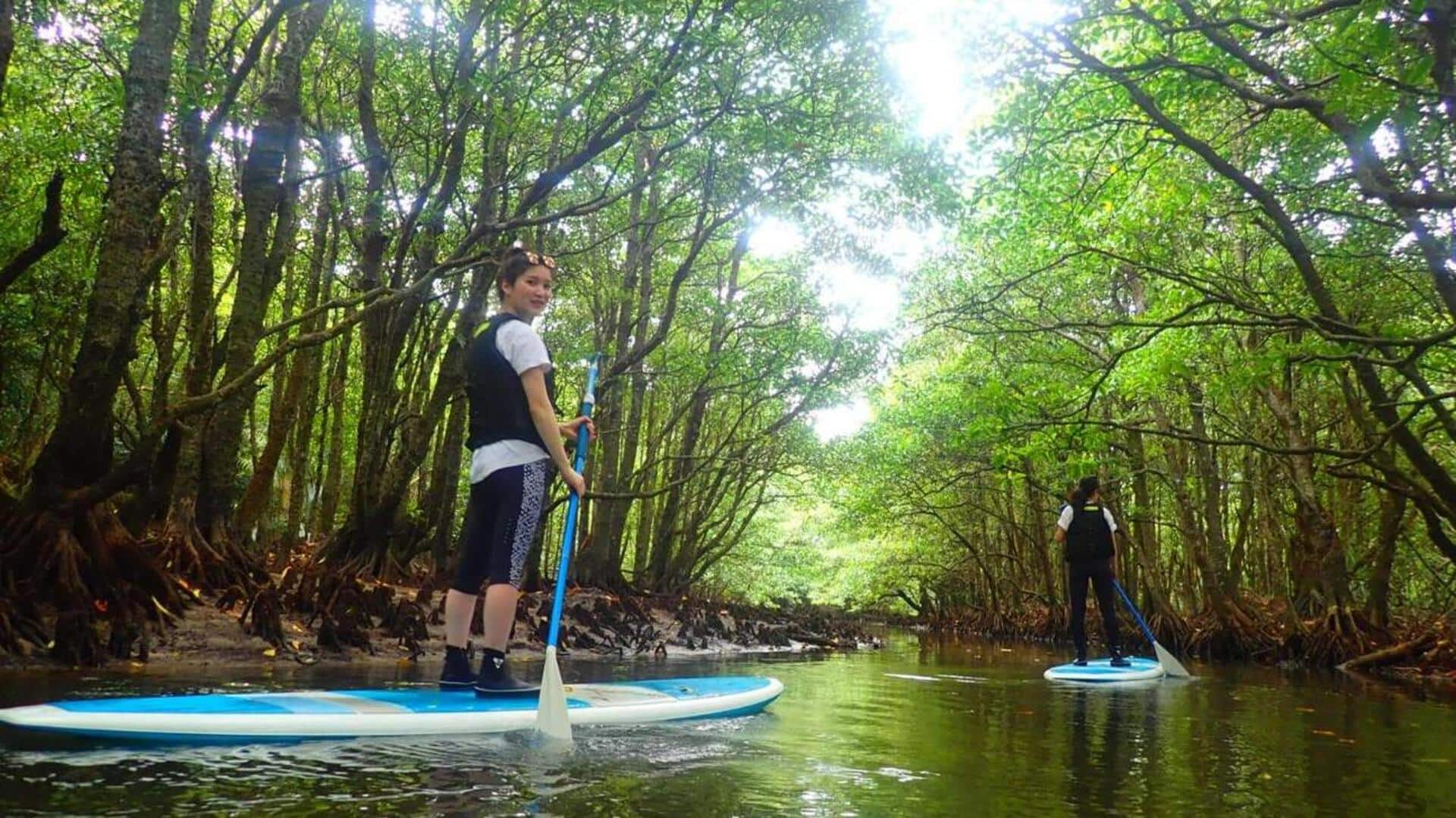 Menyusuri Hutan Bakau Florida Dengan Paddleboard