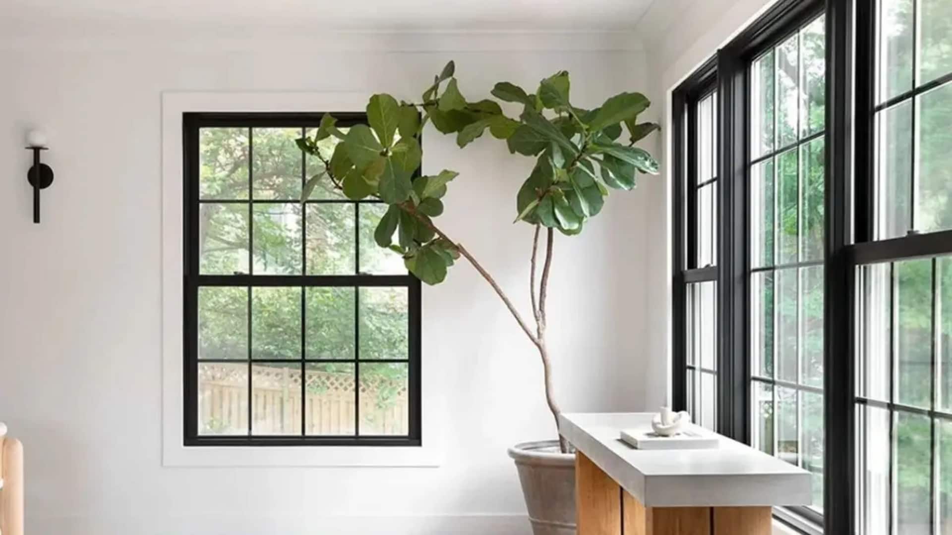 Lima cara menempatkan jendela untuk memaksimalkan cahaya alami di rumah