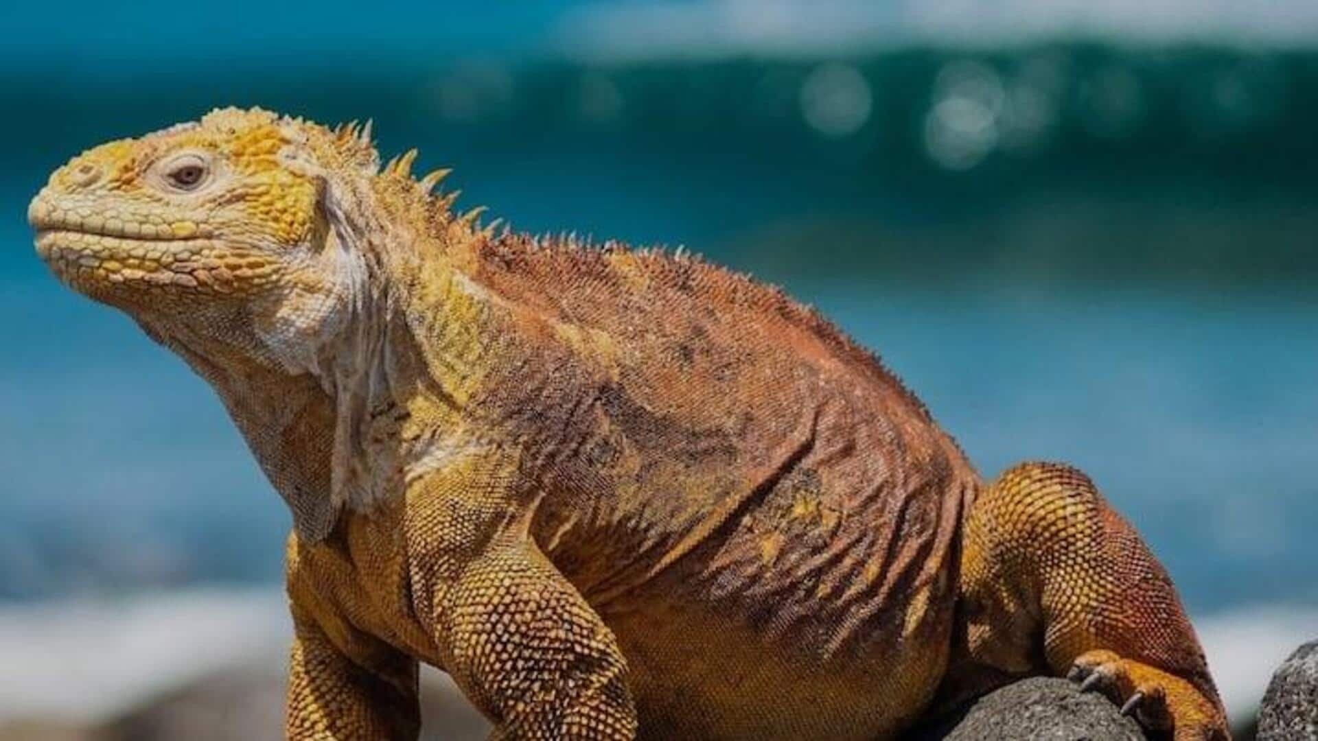 Jelajahi Satwa Liar Nan Eksotis Di Kepulauan Galapagos