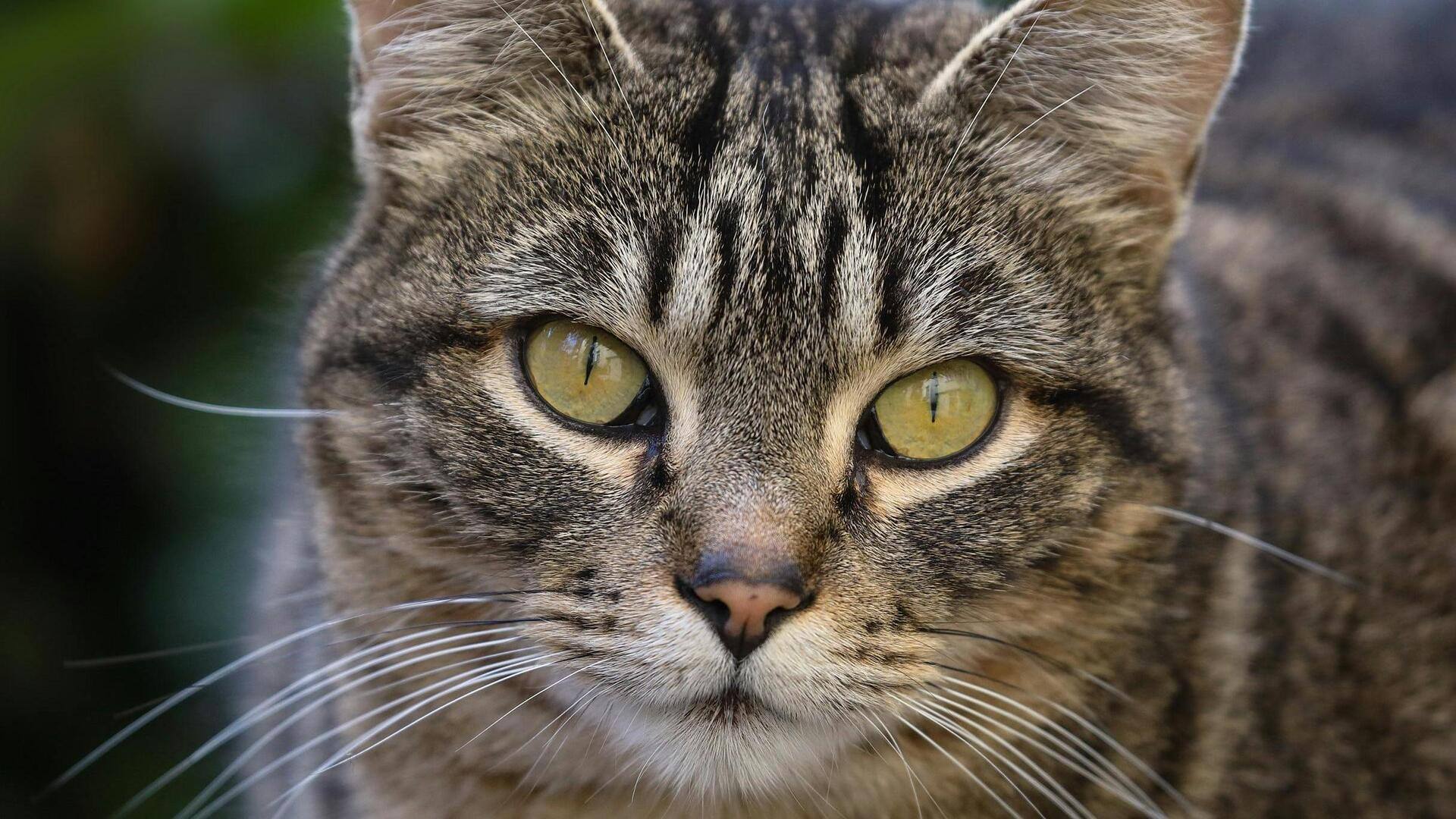 Hewan dalam peran sinema Indonesia yang ajaib