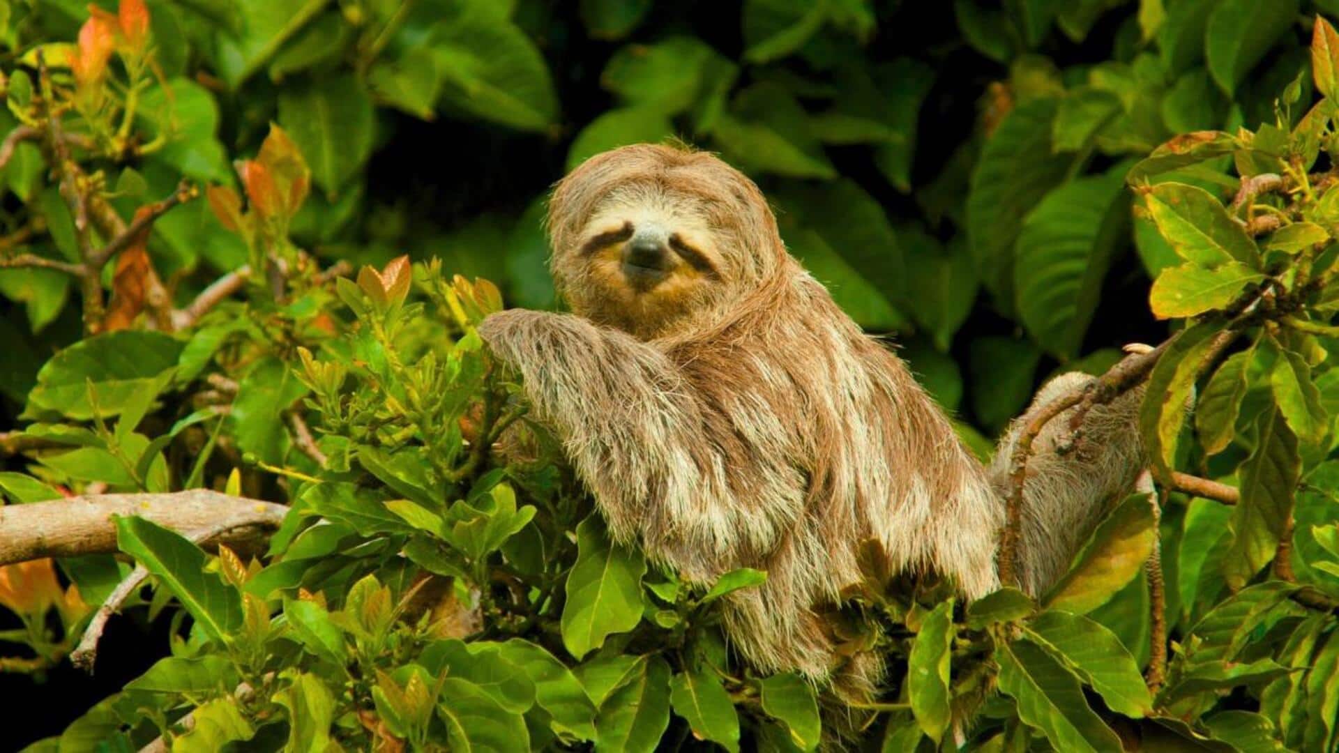 Lima Cara Kungkang dalam Menghindari Ancaman di Hutan Hujan