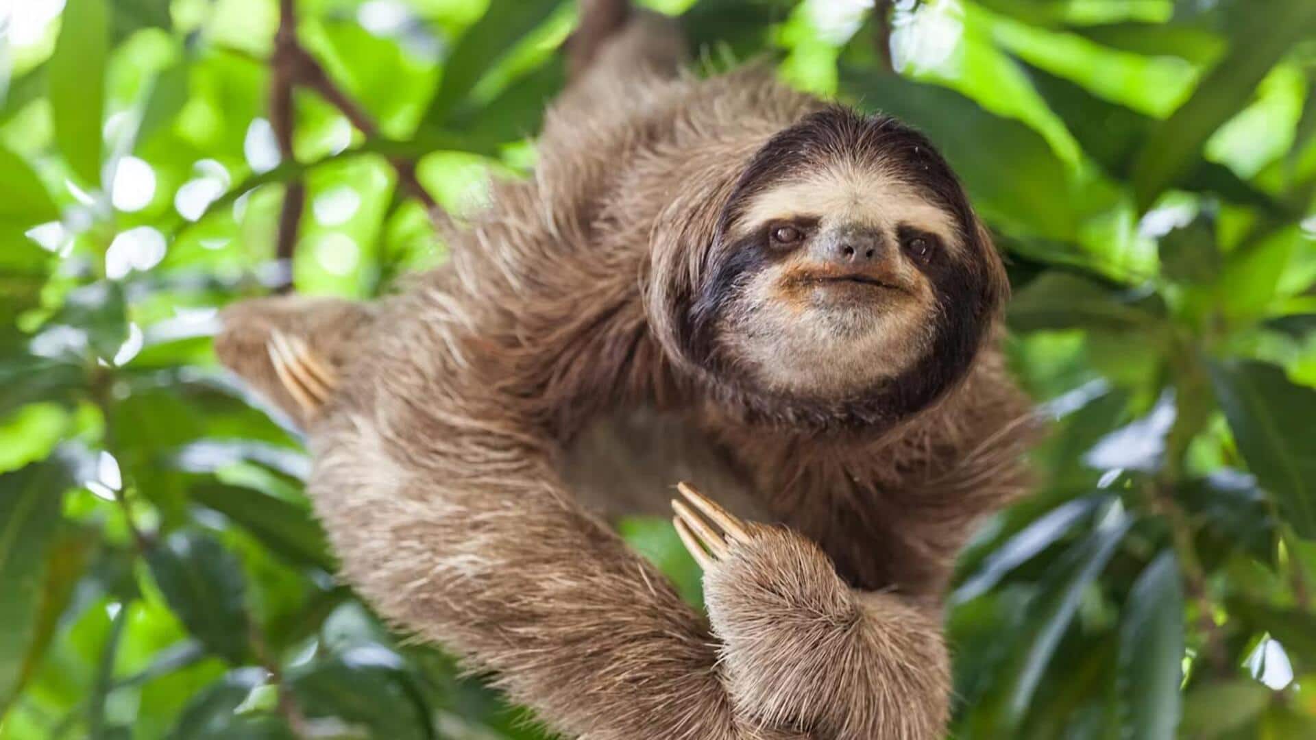 Menjelajahi Keajaiban dari Cakar Kungkang