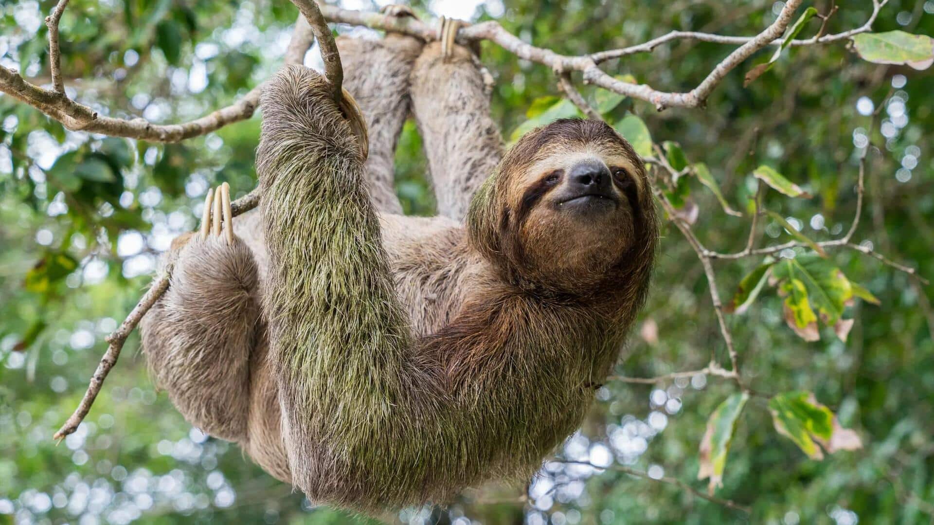 Fungsi Unik dari Tiga Jari Kaki Kungkang