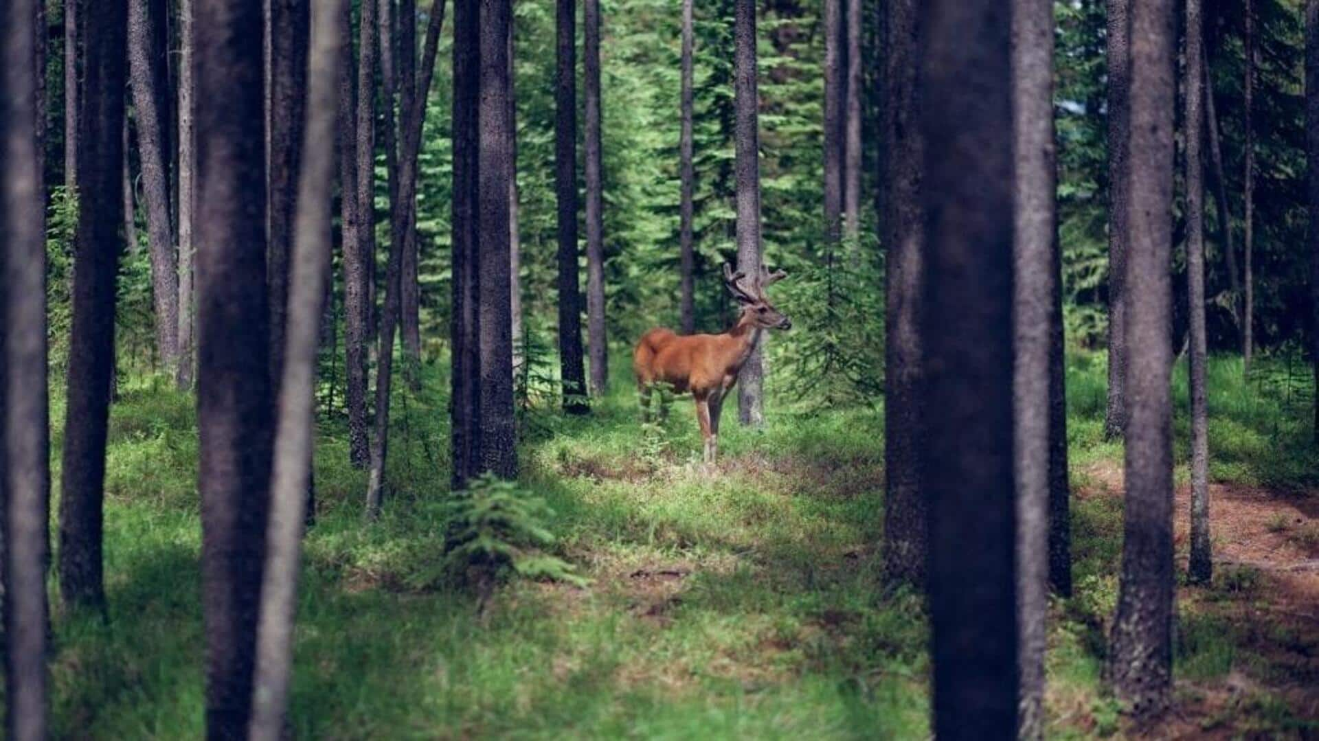 Ekspedisi Melacak Kehidupan Rusa Di Hutan Kanada