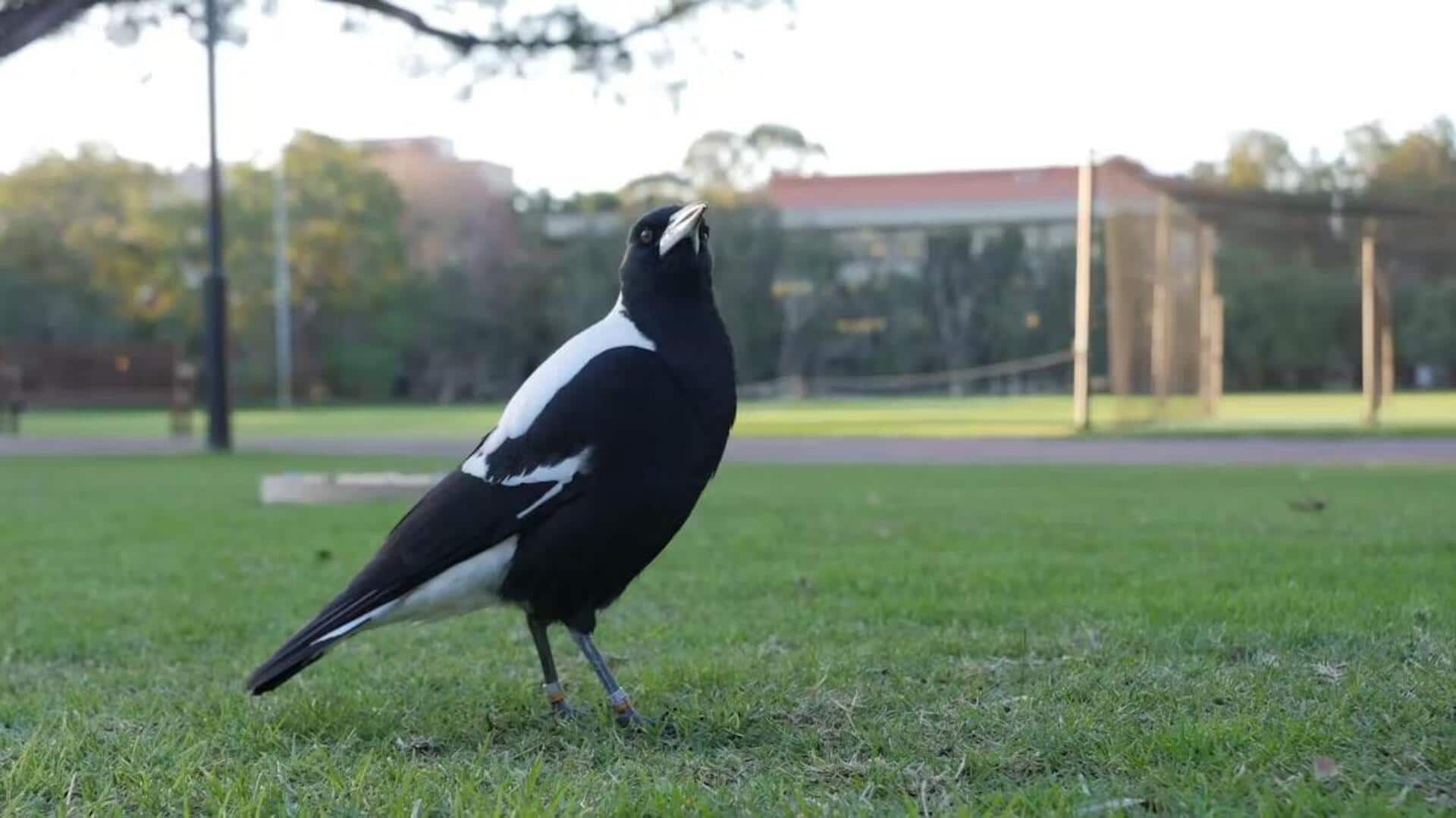 Mengamati Kehidupan Burung Magpie di Lingkungan Perkotaan