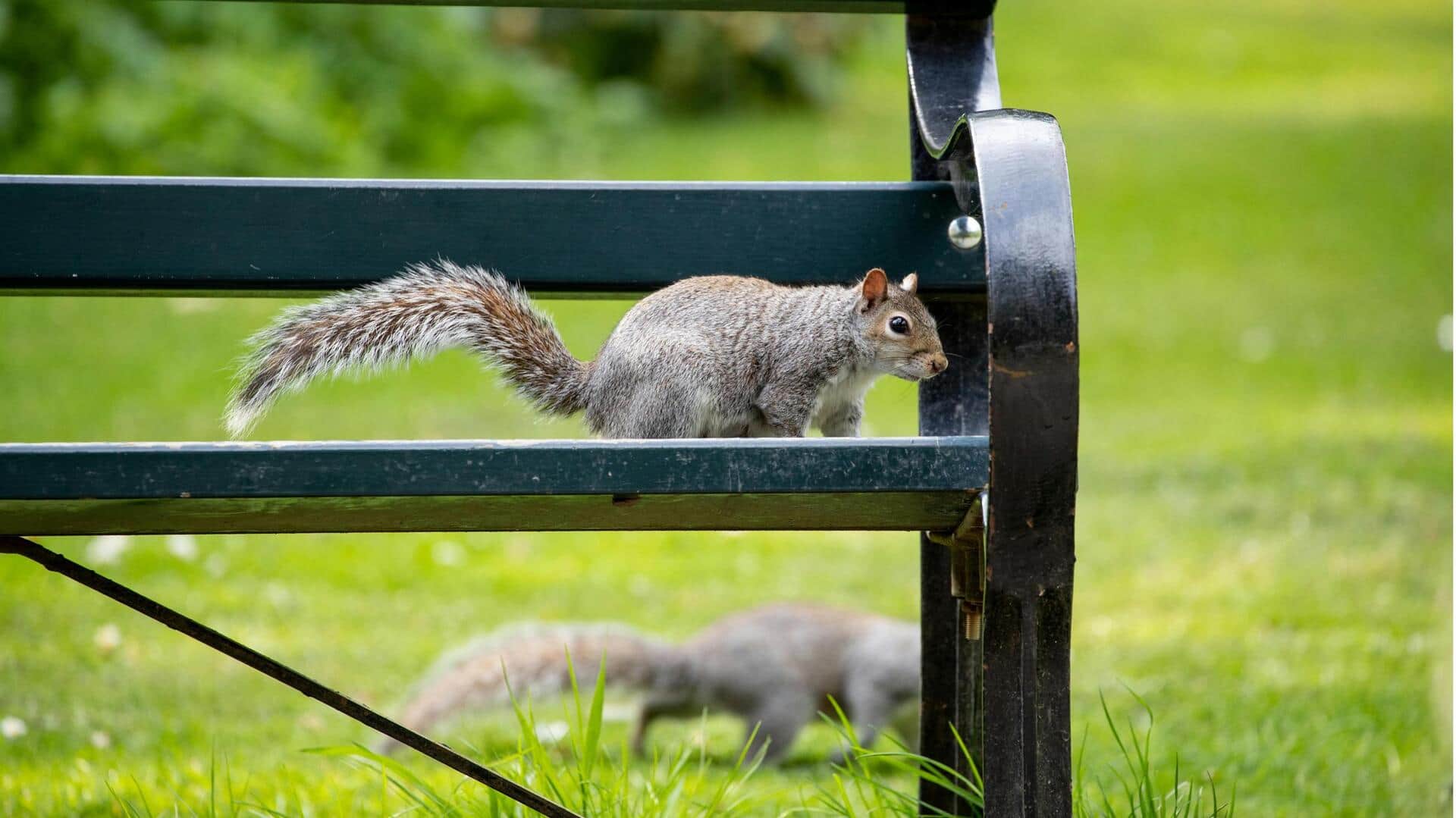 Taktik Rahasia Tupai untuk Bertahan Hidup di Area Kota