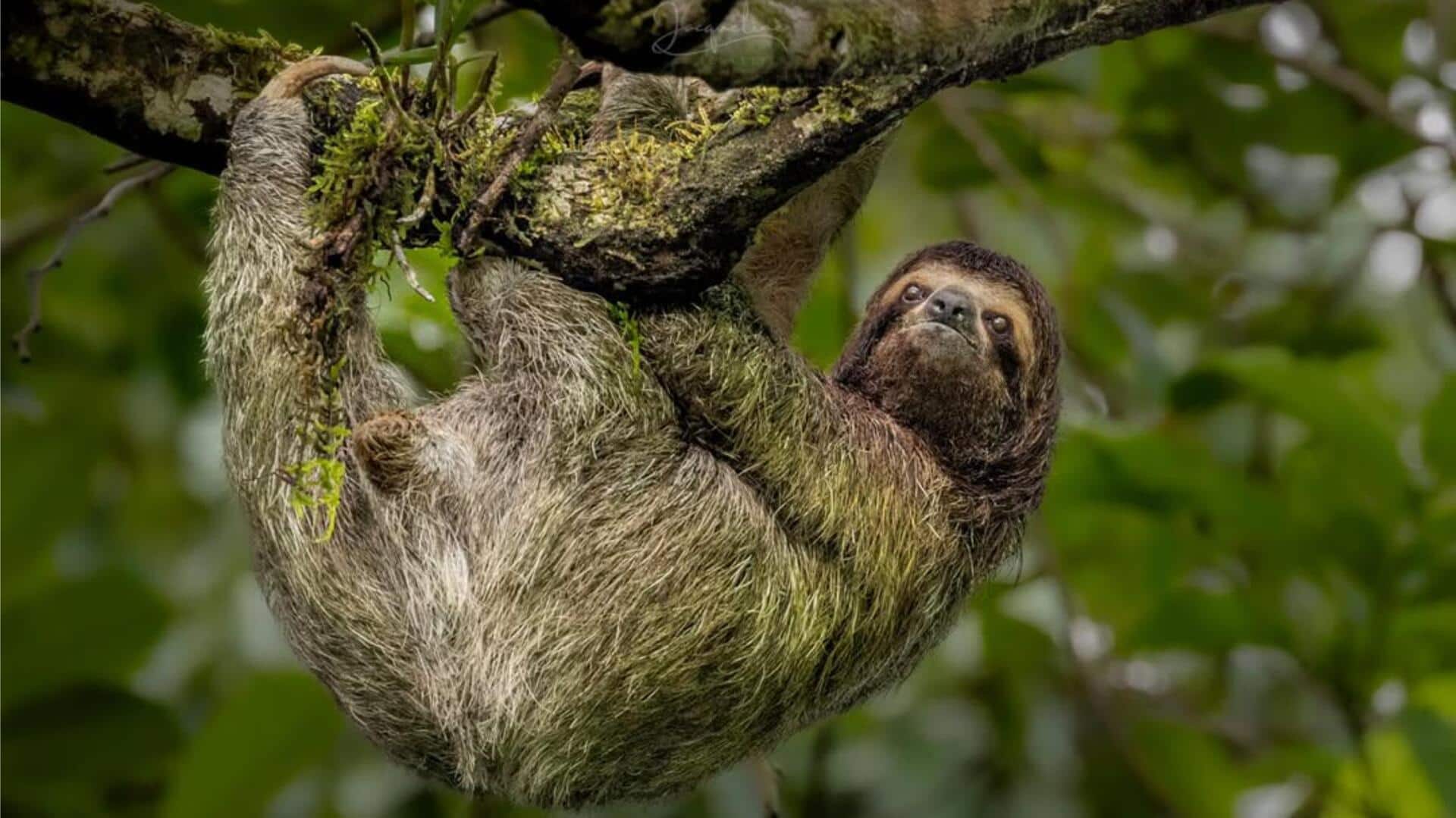 Adaptasi Unik Kungkang untuk Bertahan di Hutan Hujan