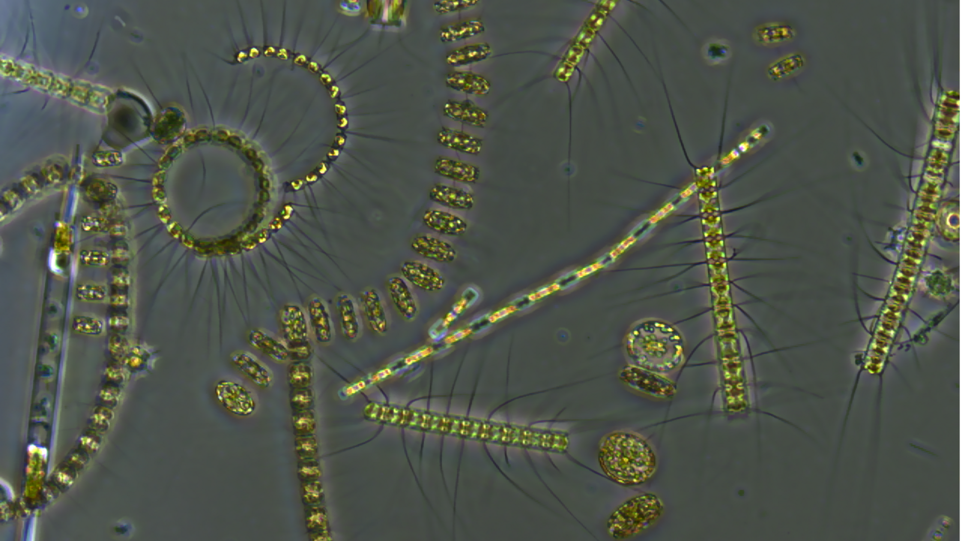 Keajaiban Mikroskopis: Peran Diatom dalam Lingkungan