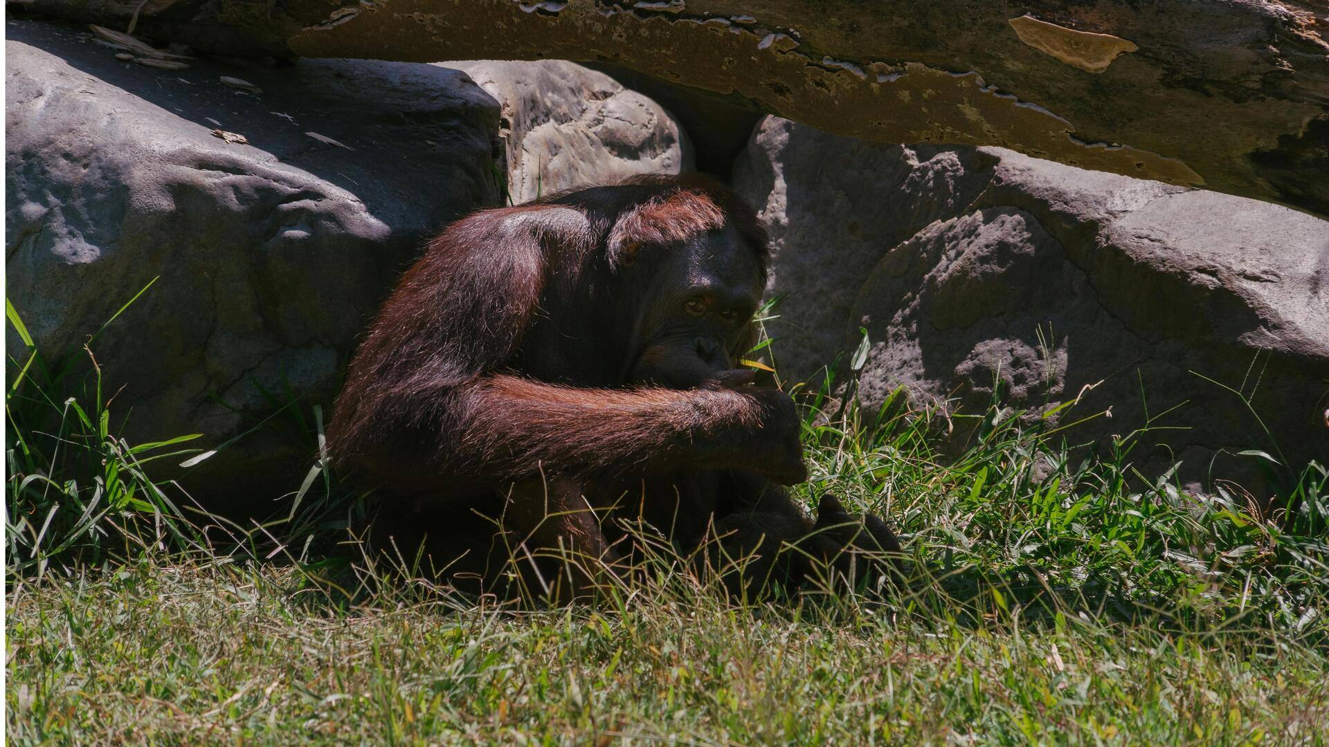 Menjelajah di Hutan Hujan Borneo