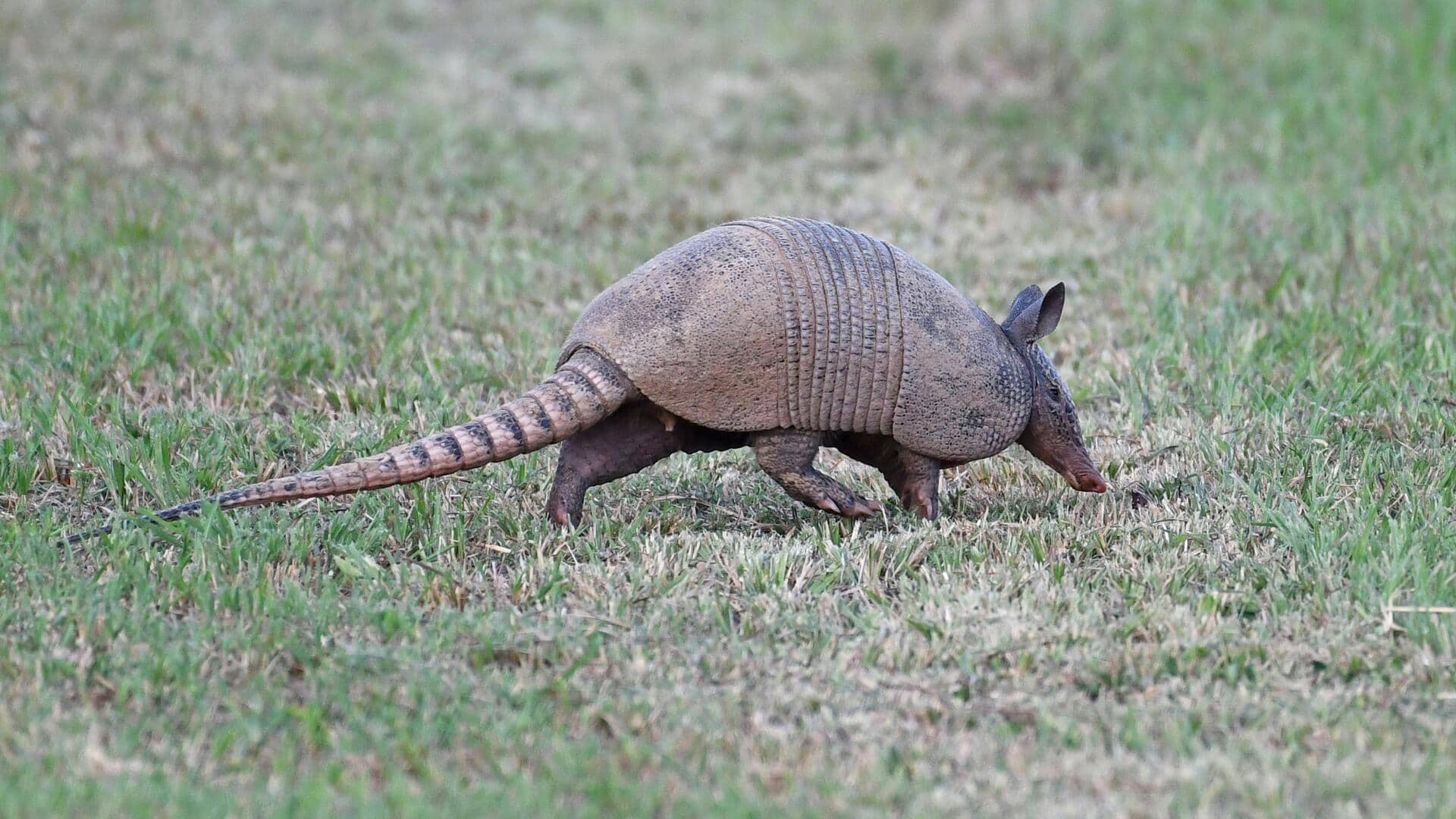 Fakta menarik tentang armadillo Fakta menarik tentang armadillo