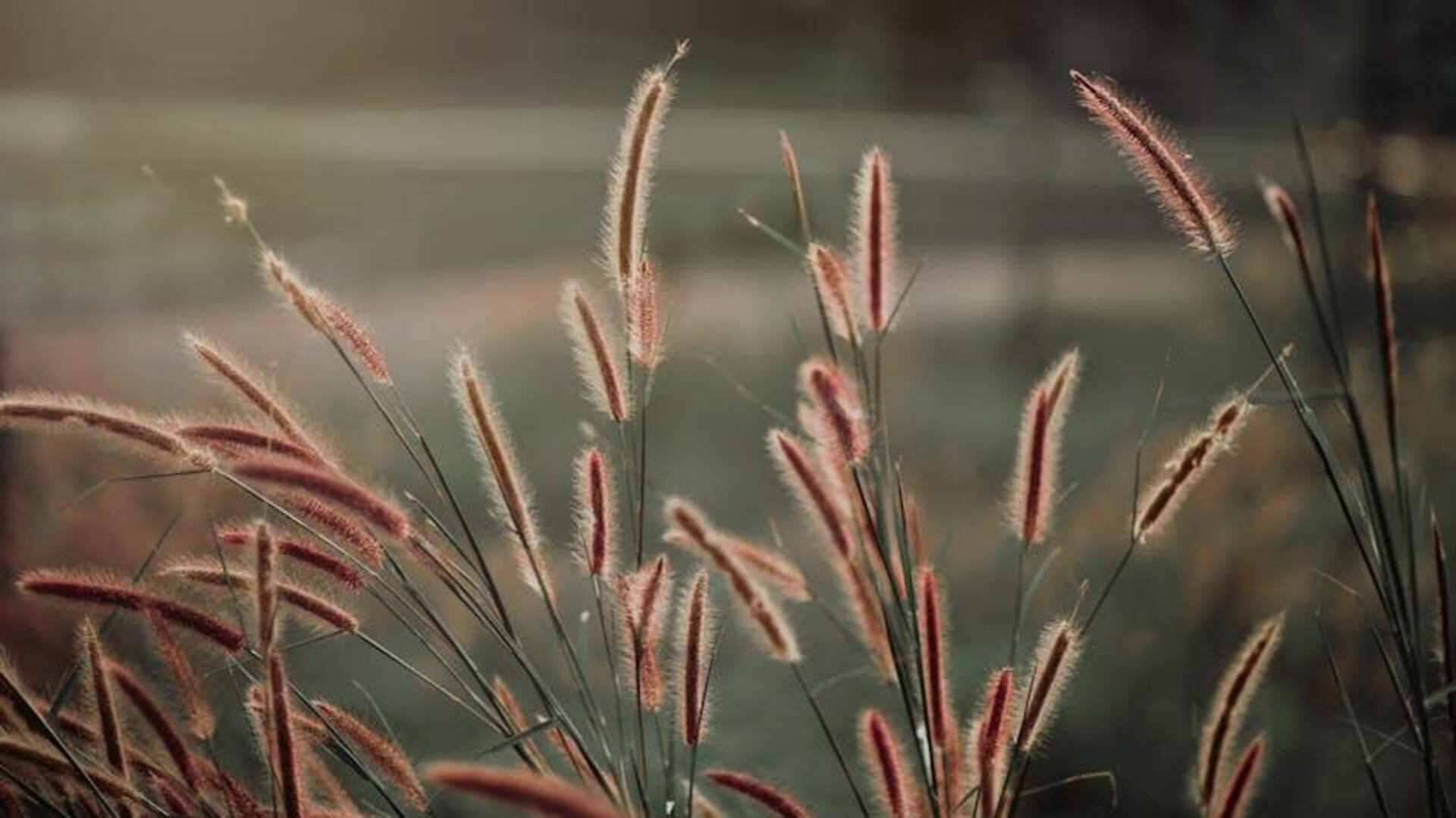 Lima Rumput Hias Cerah untuk Lanskap Indonesia