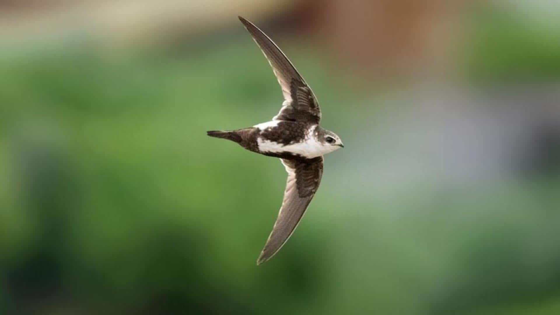 Keterampilan Aerobatik Burung Walet dan Dinamika Habitatnya