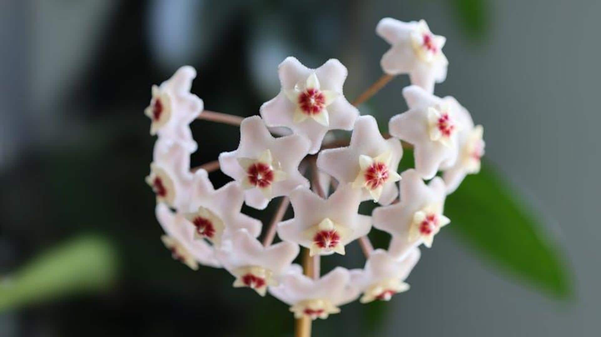 Rahasia Menyebarkan Hoya di Rumah dengan Efektif