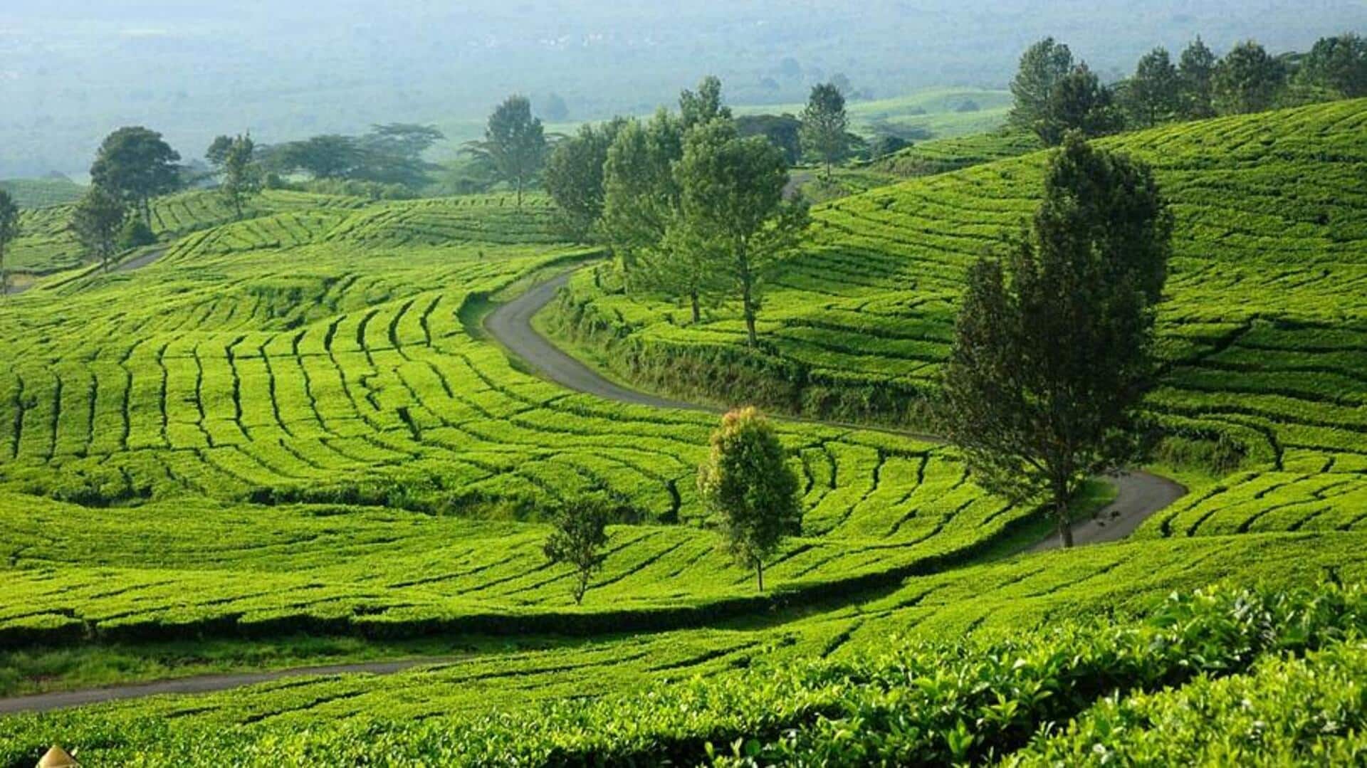 Menikmati Senja di Perkebunan Teh Sumatra Menikmati Senja di Perkebunan Teh Sumatra