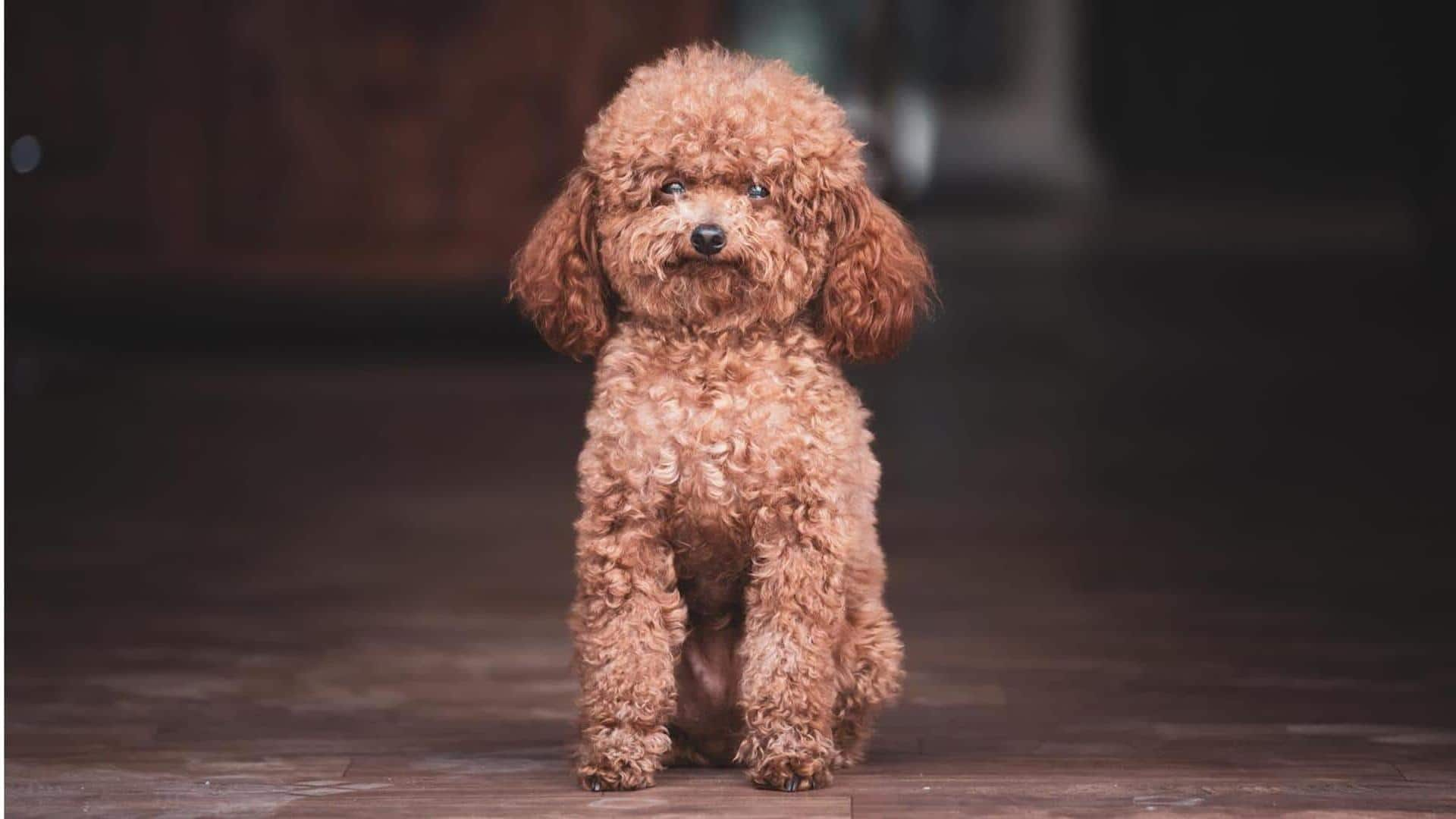 tips mencegah infeksi telinga pada anjing poodle