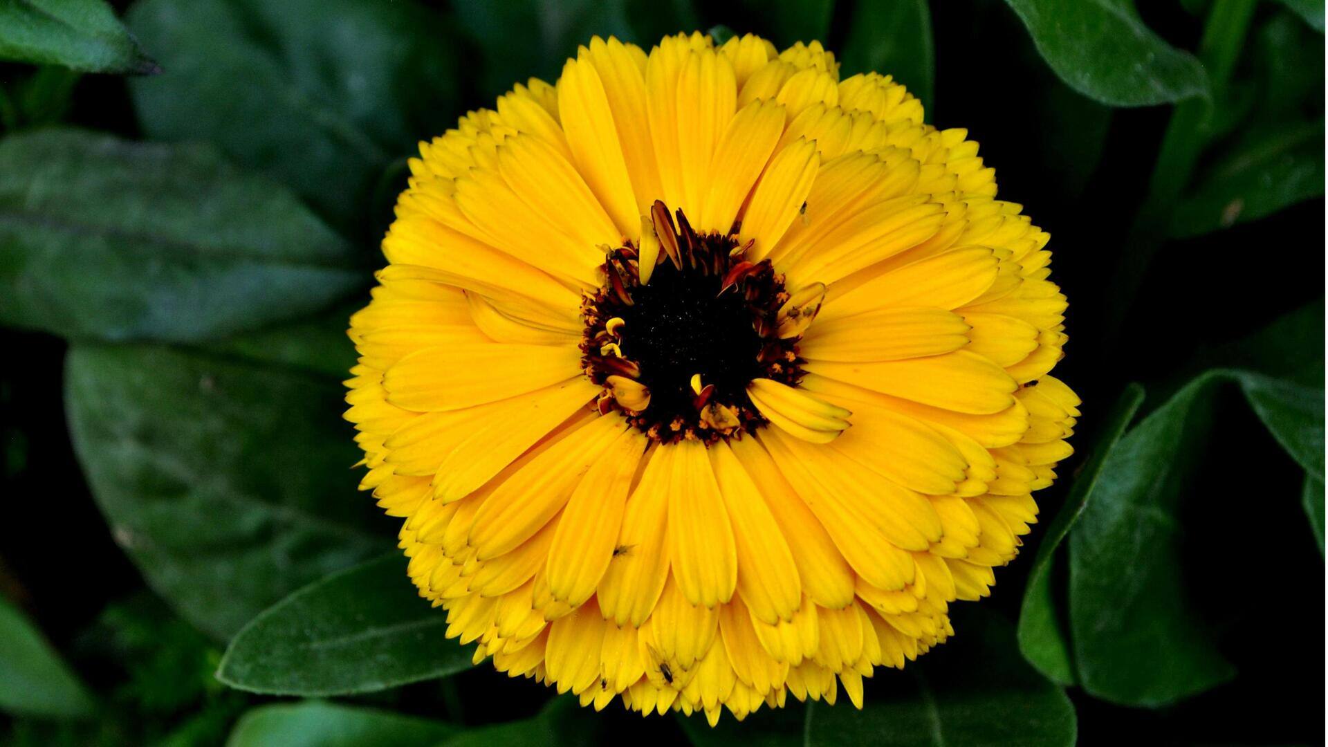 Menanam Bunga yang Dapat di Konsumsi di Kebun Anda