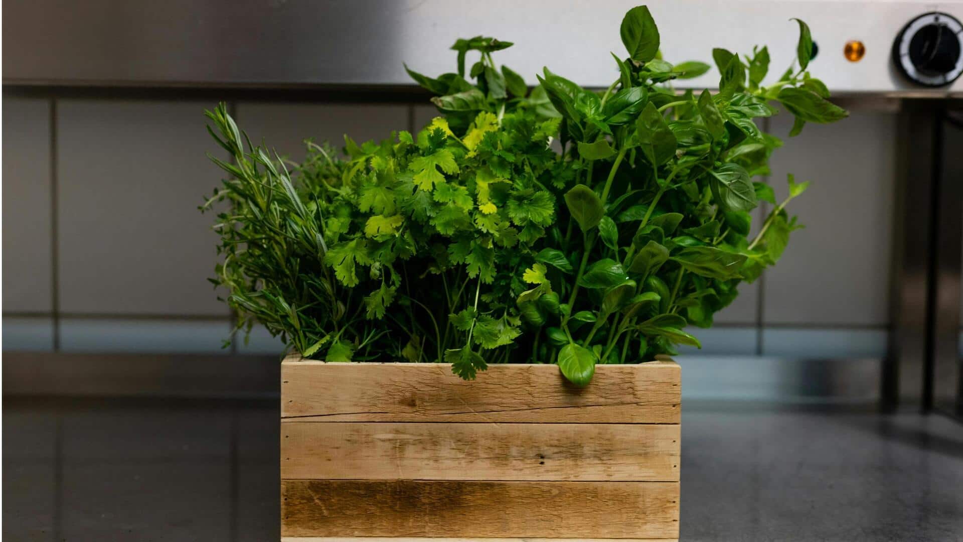Cara Efektif Menumbuhkan Tanaman Herbal di Dalam Ruangan