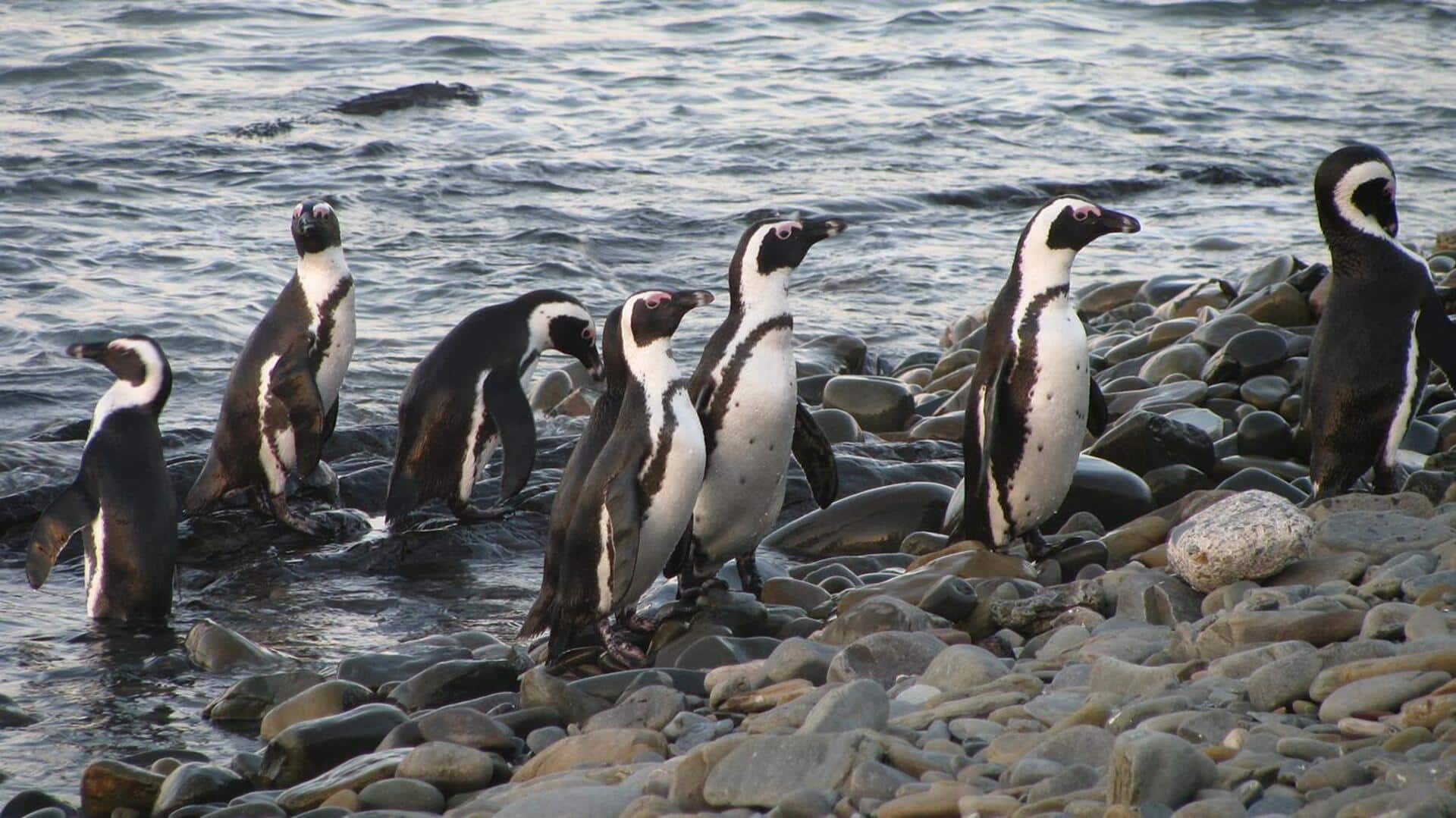 Mempelajari Dinamika Kelompok Penguin di Berbagai Lingkungan