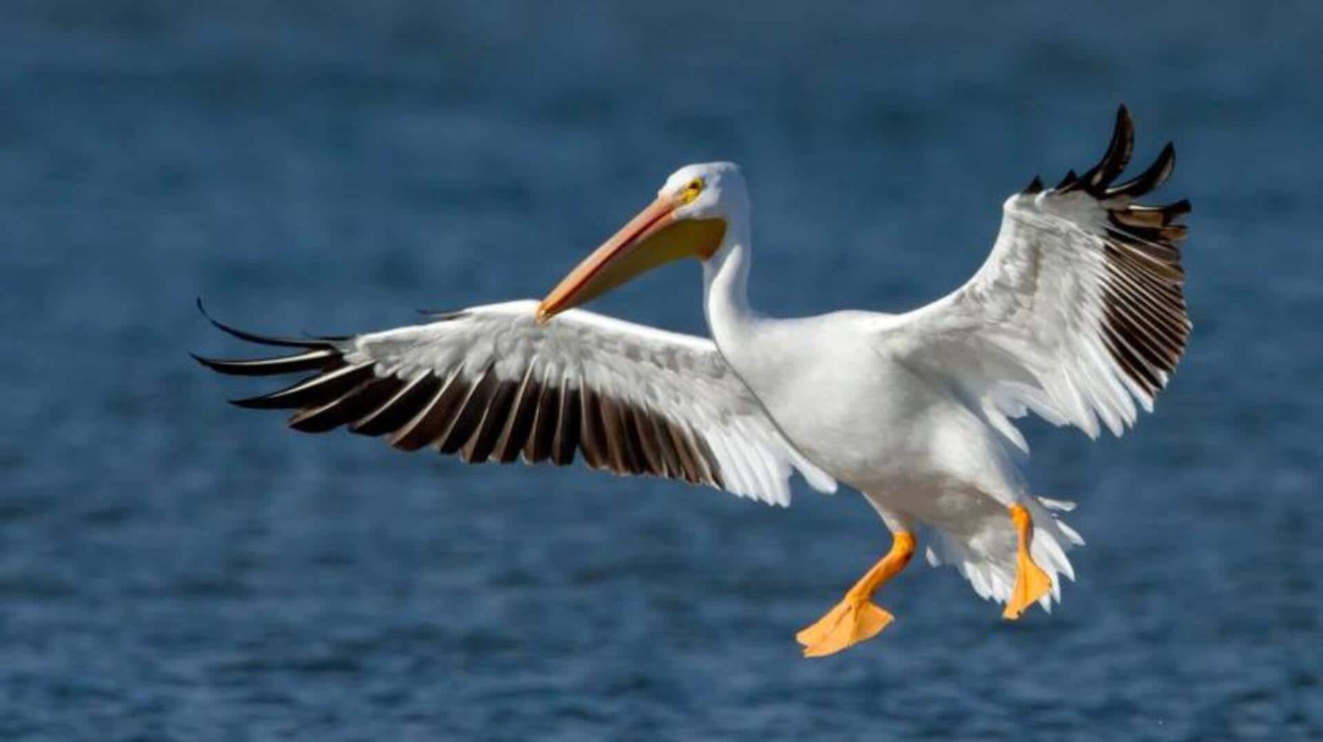 Mengungkap Keajaiban Warna Bulu Pelikan: Transformasi dan Manfaat Ekologis