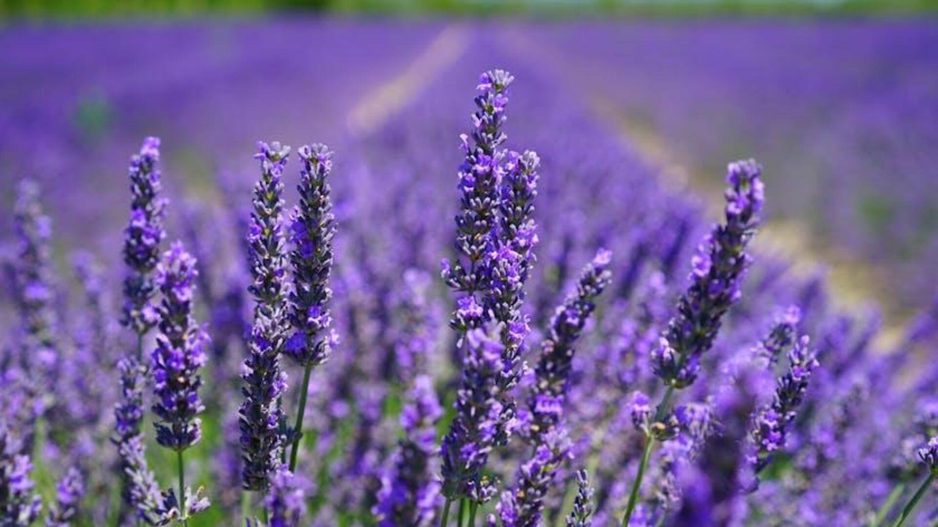 Fakta Menarik tentang Sifat Alami Lavender sebagai Pengusir Serangga