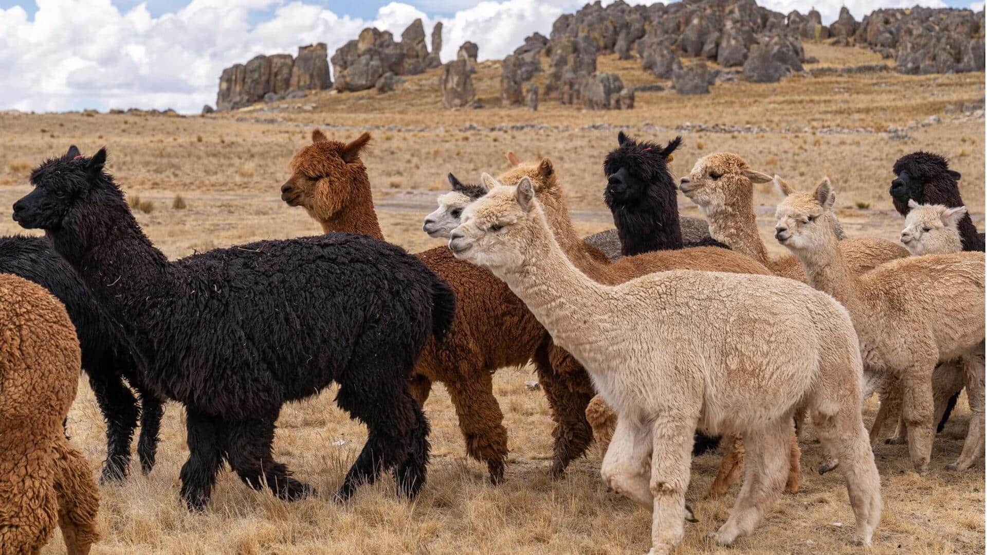 Mengamati Kebiasaan Migrasi Alpaka yang Menarik