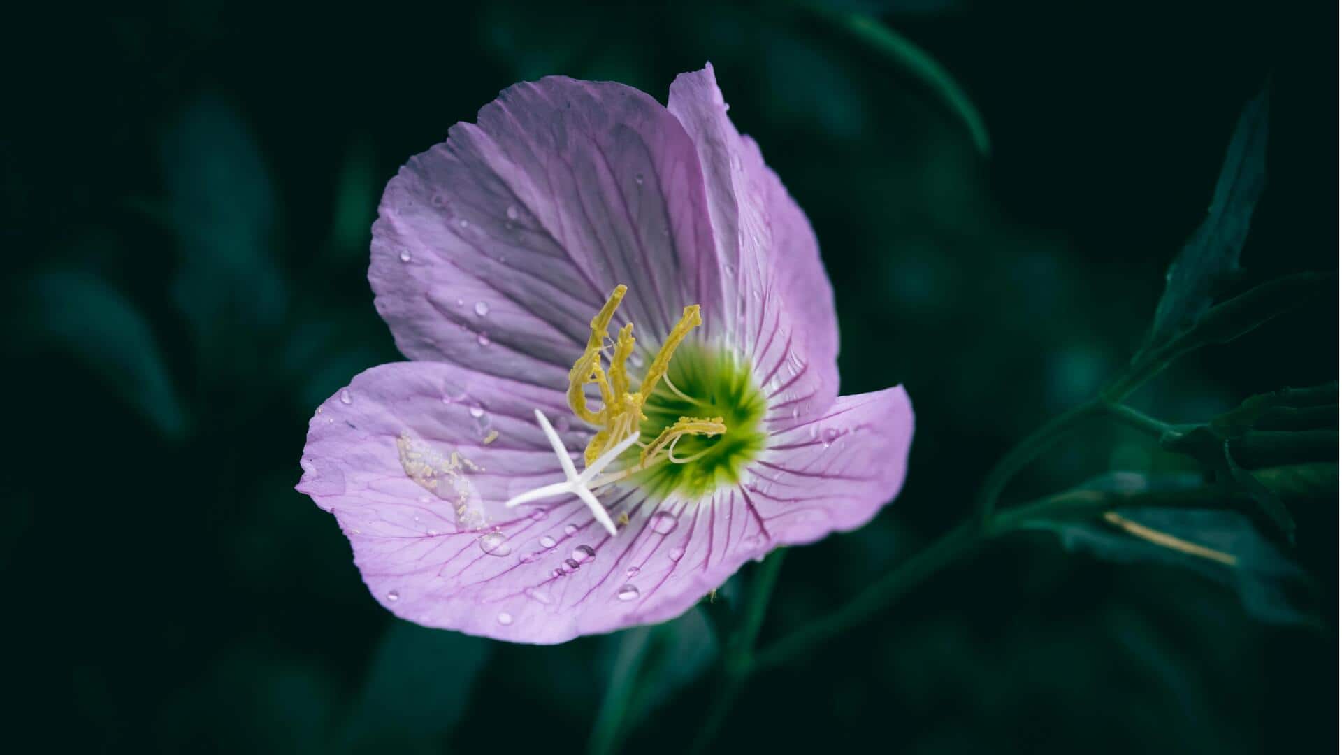 Bunga Mekar: Mengapa Sembulau Malam Membuka di Malam Hari