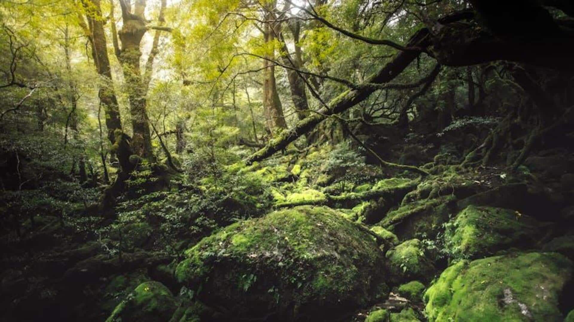 Menjelajahi Keindahan Tersembunyi Pulau Yakushima