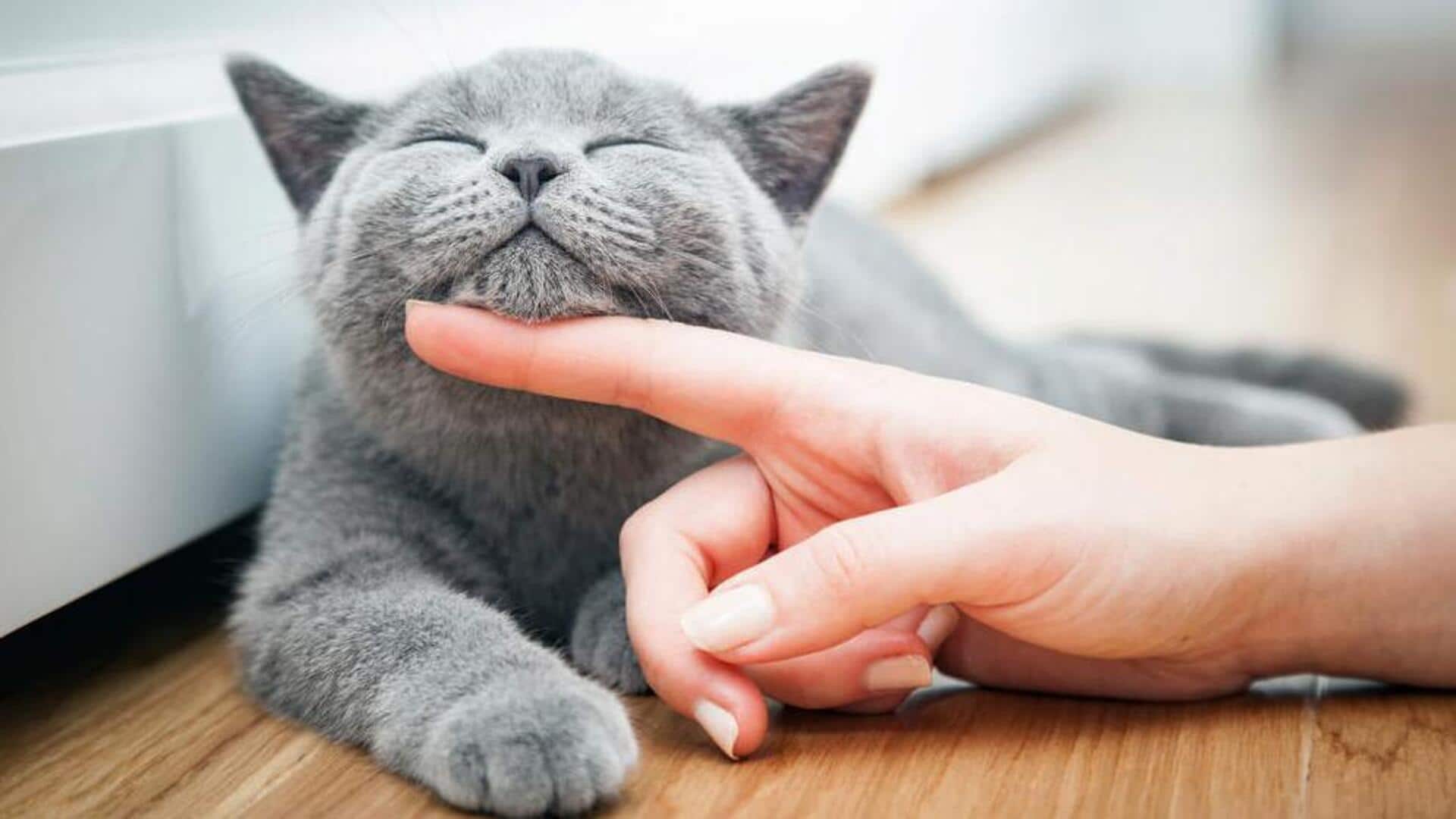 Memahami Perbedaan Dengkuran Kucing Memahami Perbedaan Dengkuran Kucing