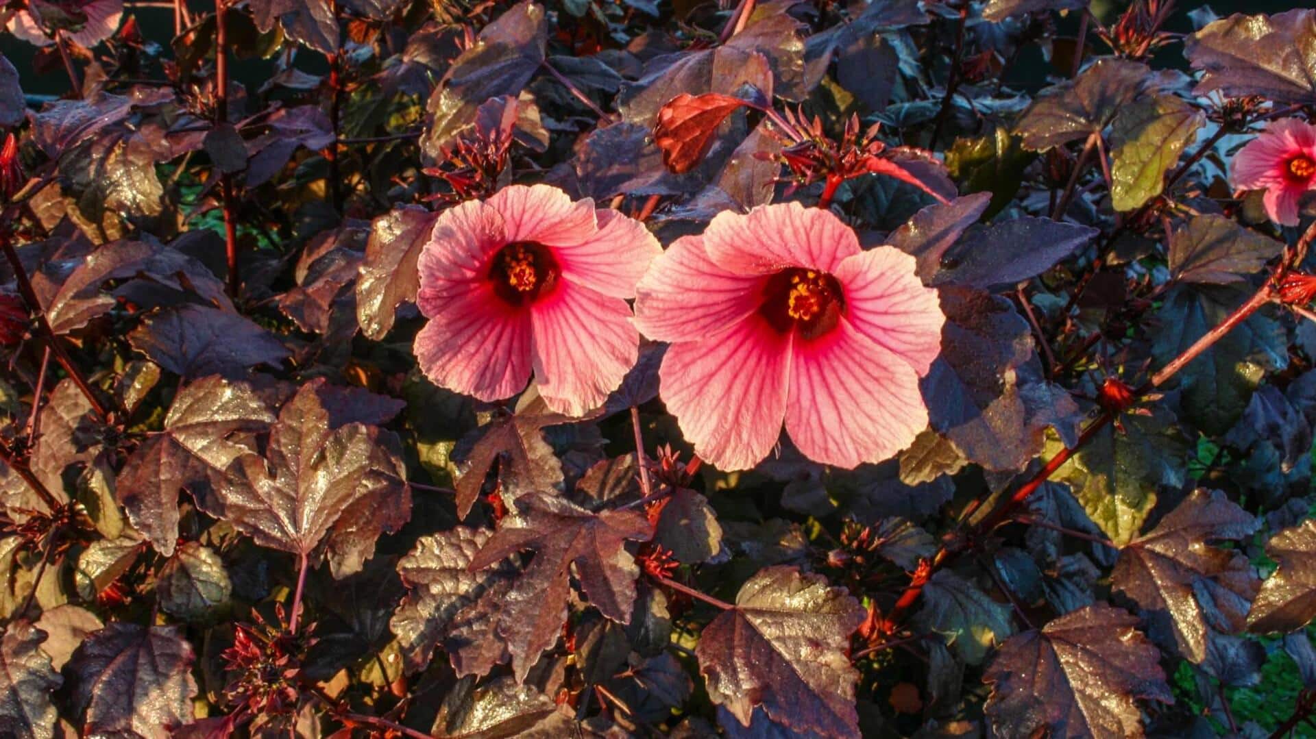 Lima Resep Vegetarian Berbasis Cranberry Hibiscus yang Wajib Anda Coba