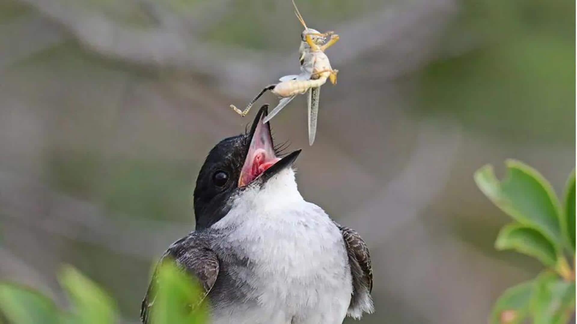 Peran Evolusi Kingbird dalam Ekosistem