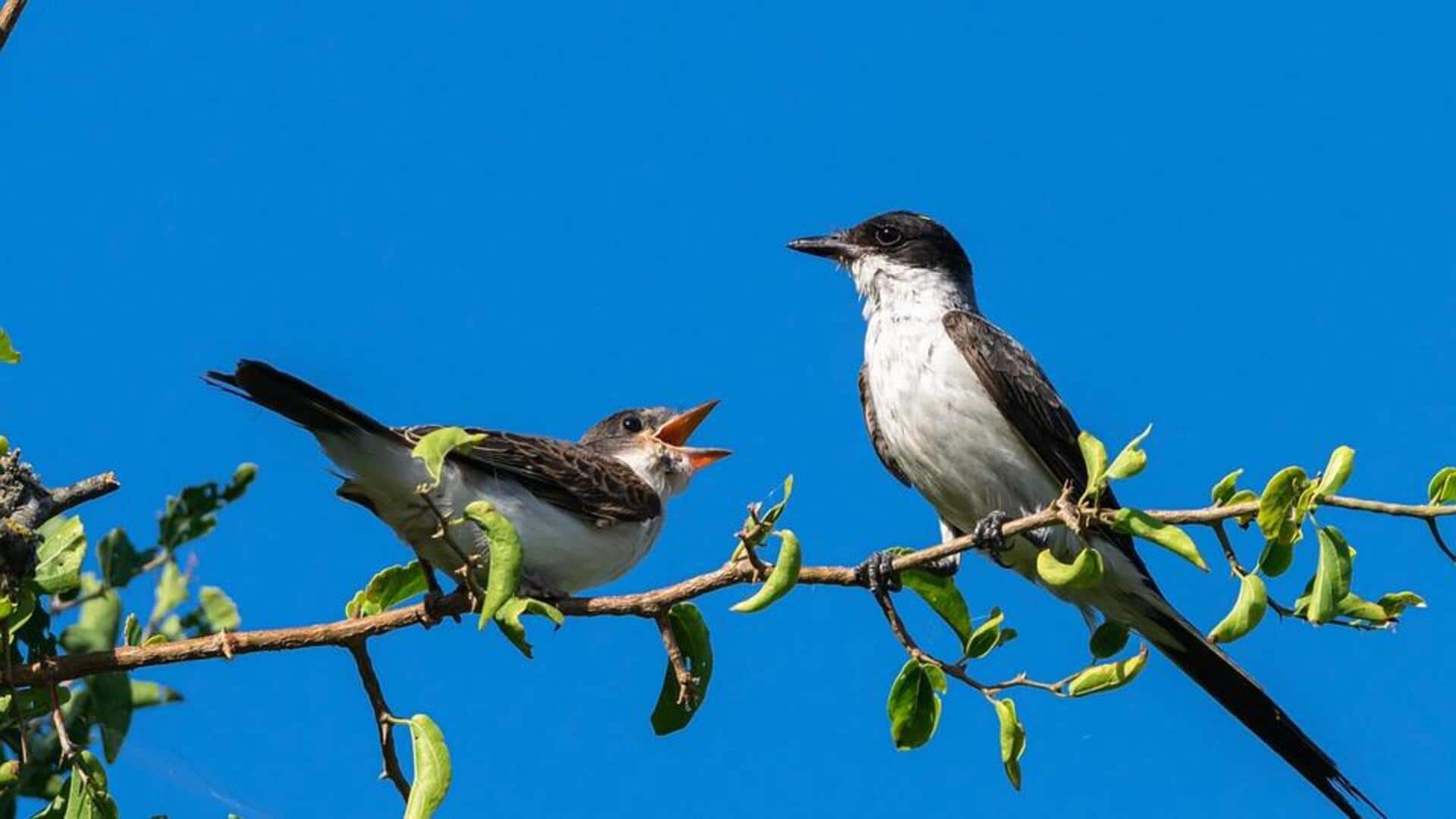 Strategi Bertahan Hidup yang Luar Biasa dari Kingbird