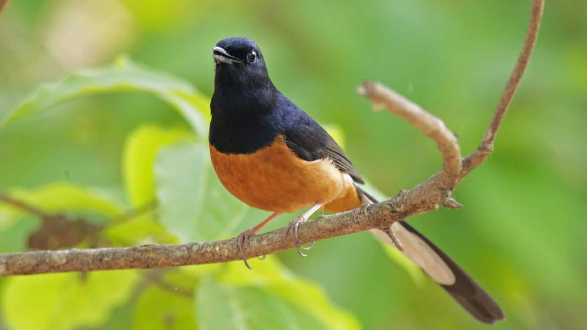 Kebiasaan Burung Murai dalam Membersihkan Sarang yang Meningkatkan Kesehatan Ekosistem