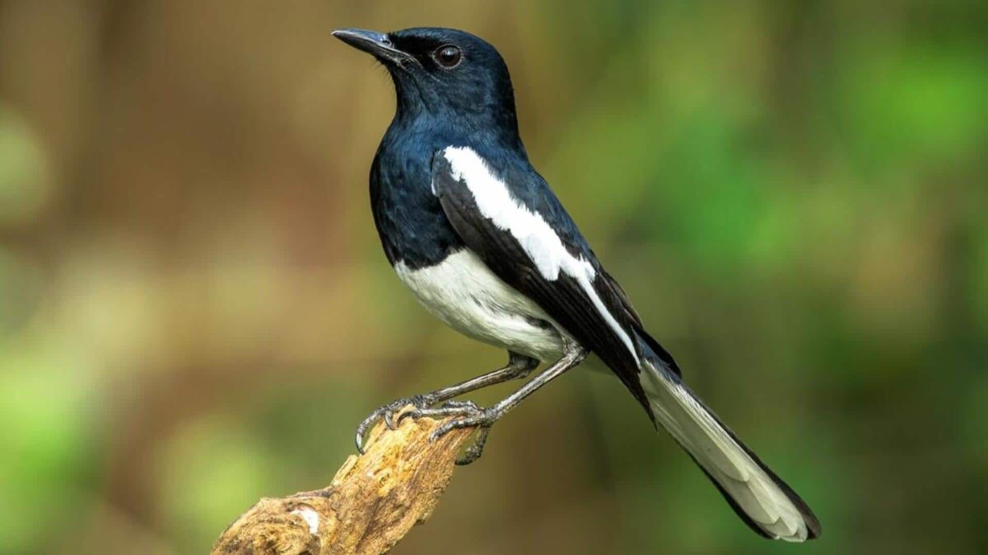 Menjelajahi Kehidupan dari Burung Kacer Jawa Menjelajahi Kehidupan dari Burung Kacer Jawa
