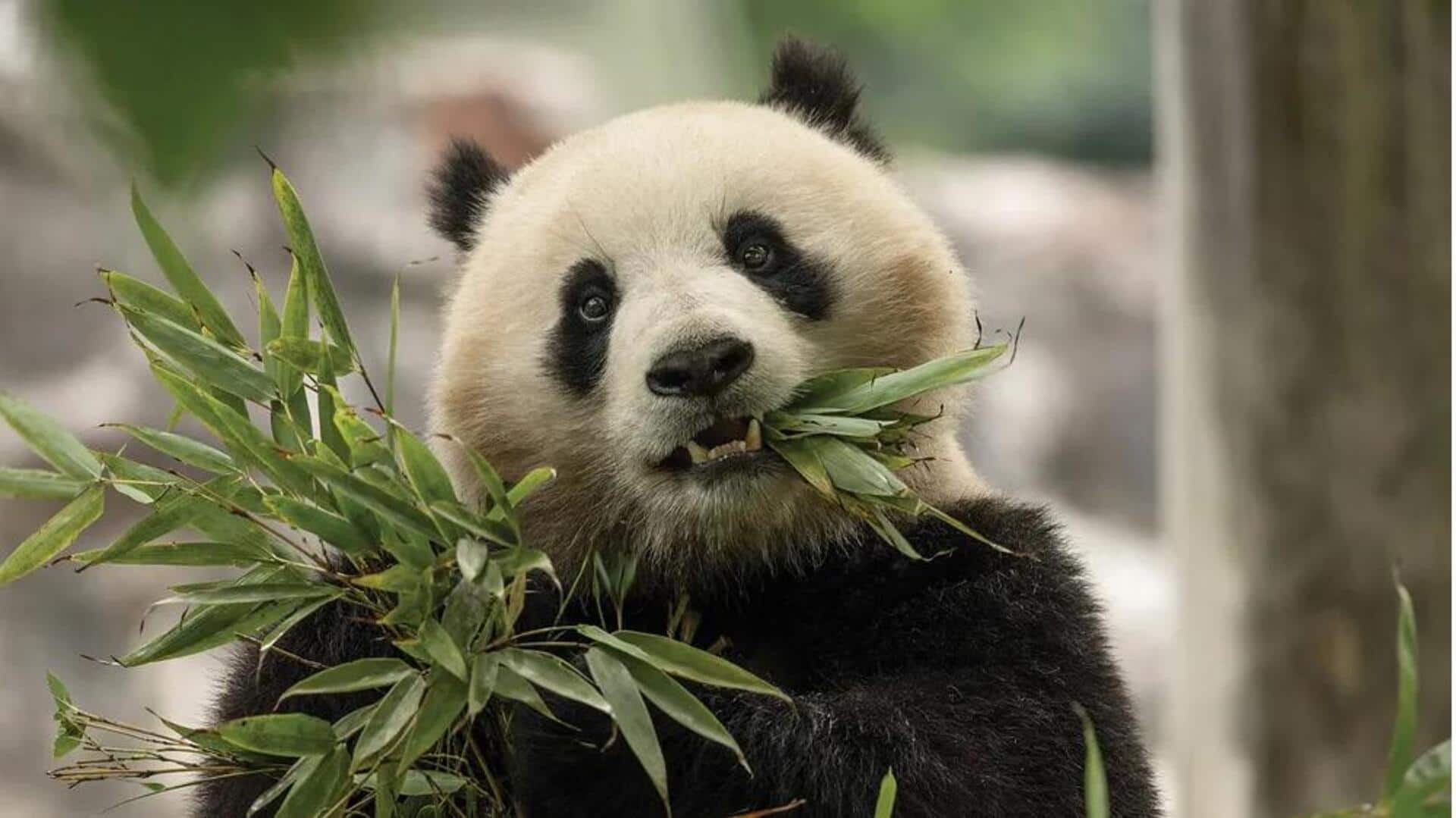 Fakta Mengejutkan dari Evolusi Pola Makan Panda Fakta Mengejutkan dari Evolusi Pola Makan Panda