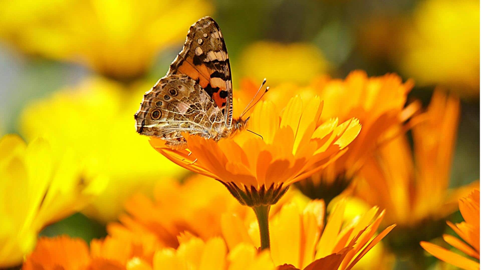 Lima Penggunaan Menakjubkan dari Kalendula di Kebun Anda