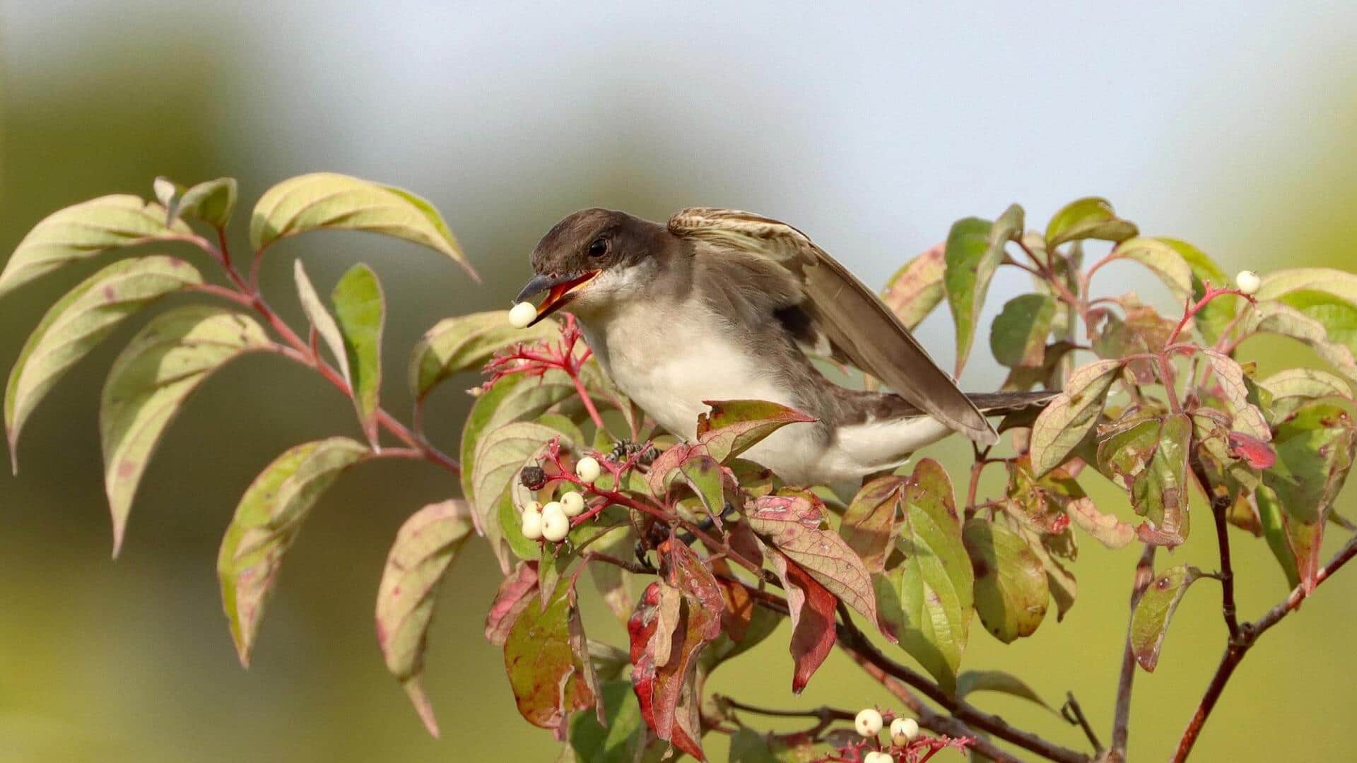 Lima Interaksi Kingbird dengan Pohon Buah Lokal