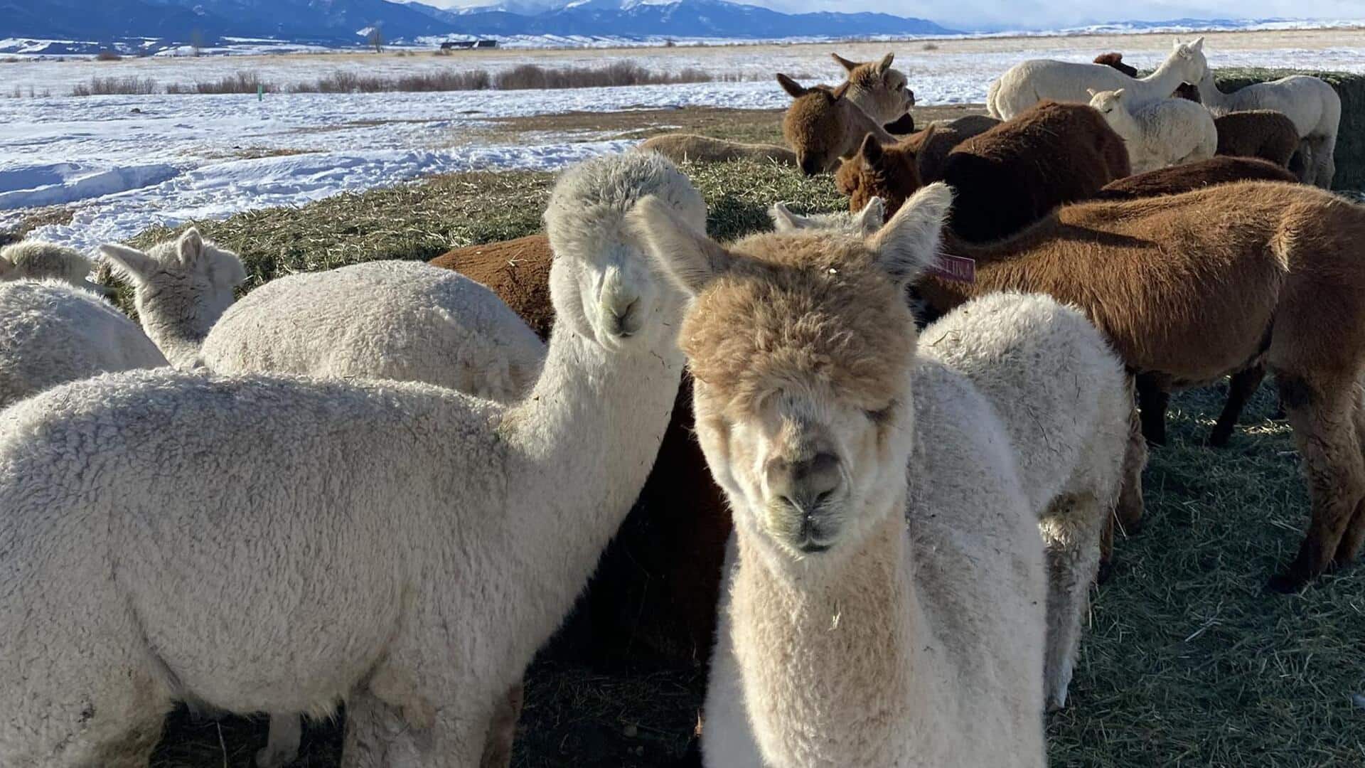 Mempelajari Kompleksitas Hubungan Sosial Alpaka dalam Koloninya