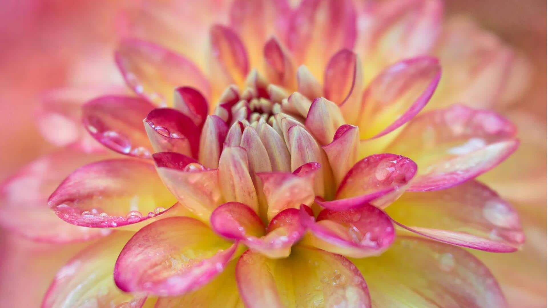 Menguasai Fotografi Botani: Lima Tips Penting untuk Pemula