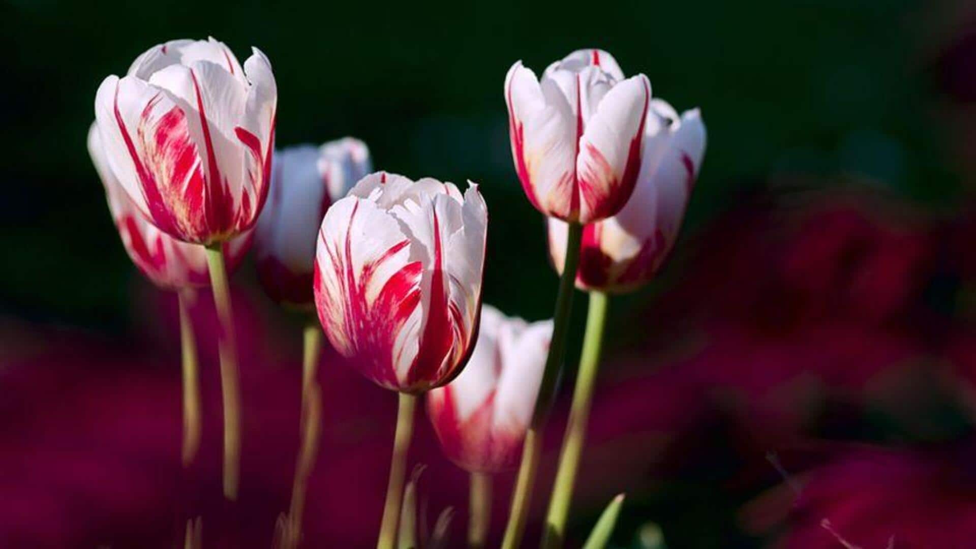Cara Unik Menanam Tulip di Dalam Ruangan Sepanjang Tahun
