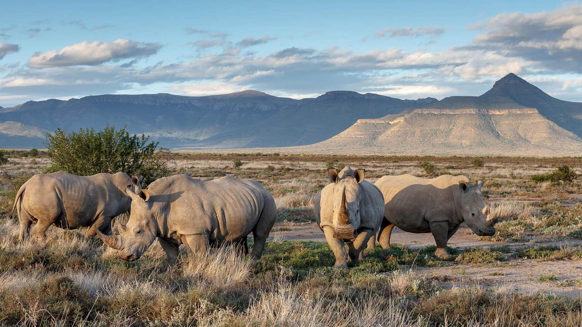 Konservasi Badak: Upaya untuk Menyelamatkan Makhluk Megah Ini