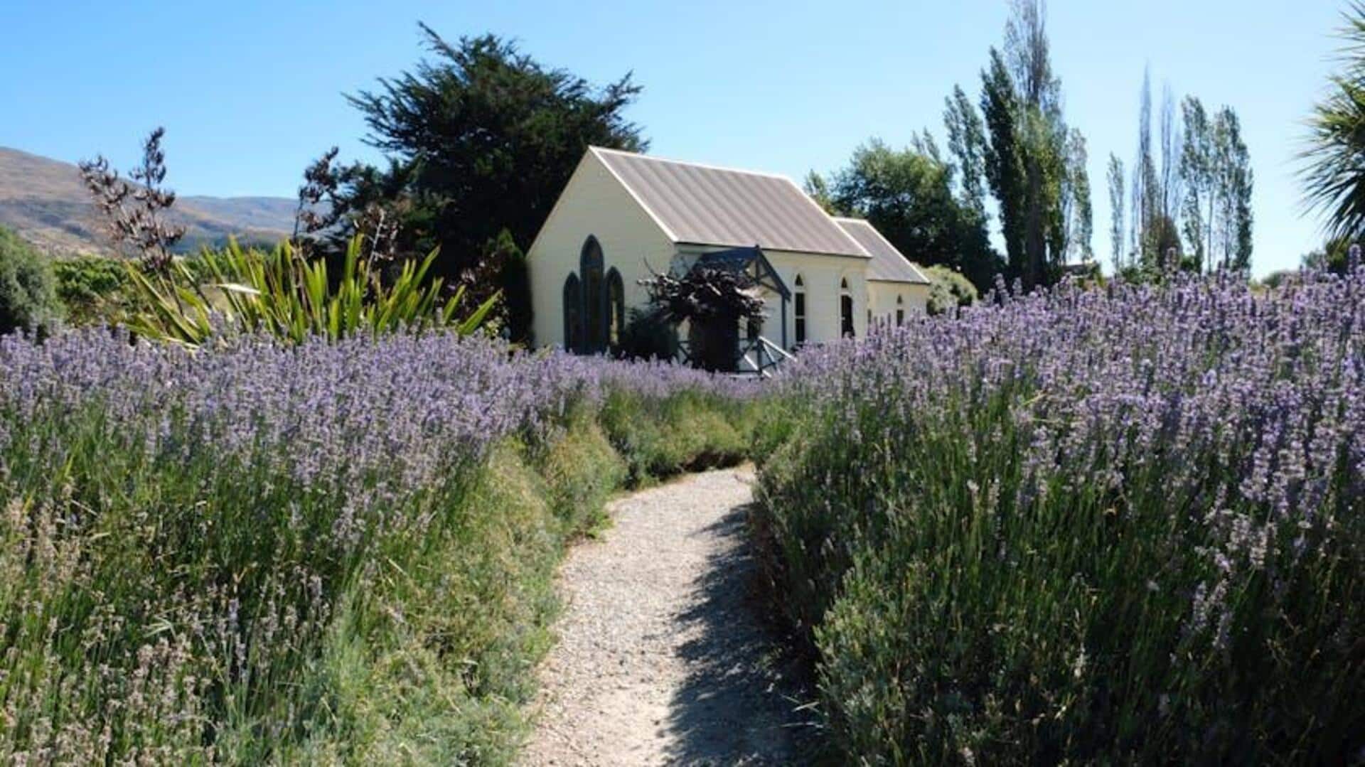 Menjelajahi Ladang Lavender di Selandia Baru