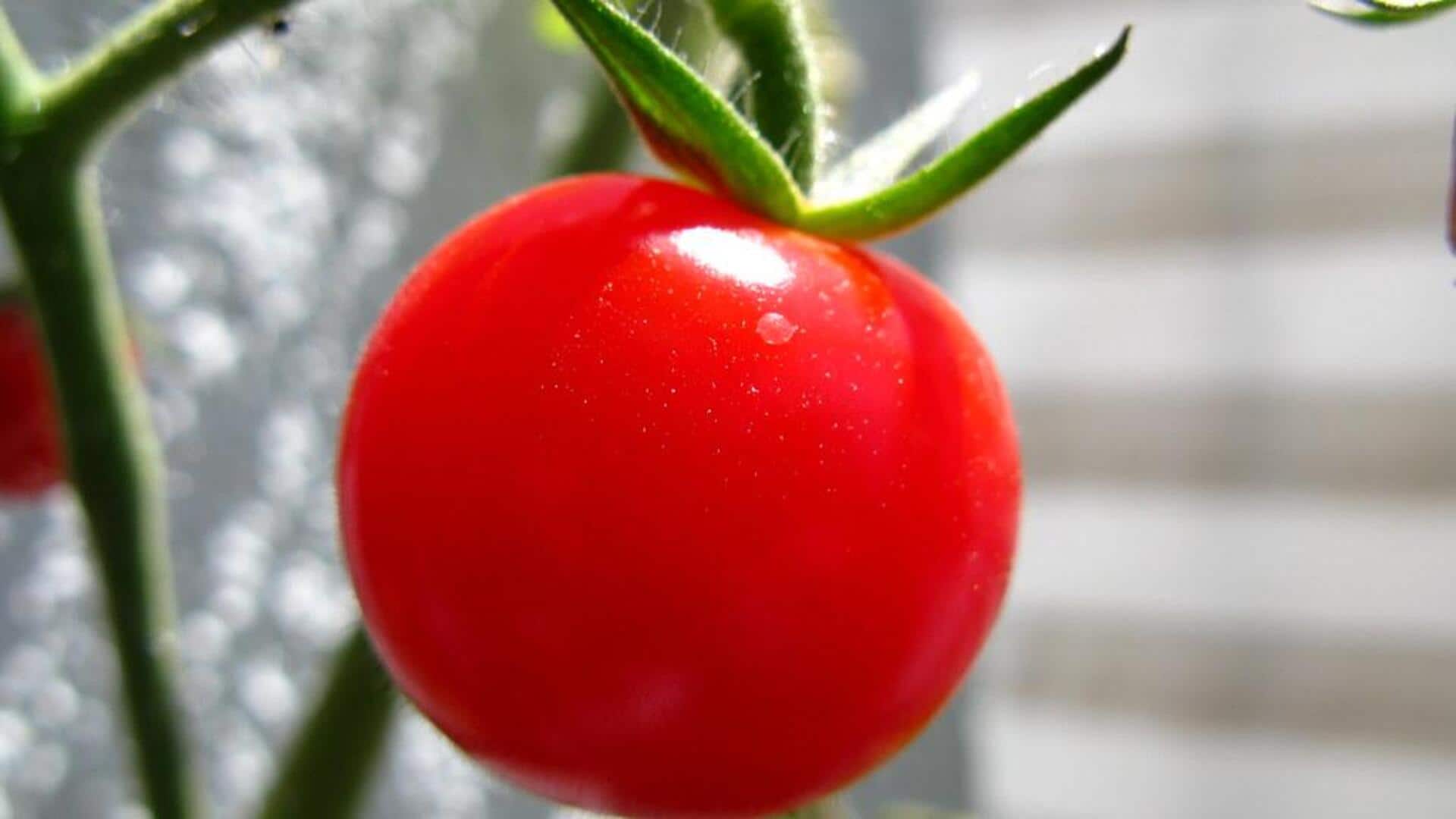 Memanfaatkan kulit tomat di dapur dengan efisien